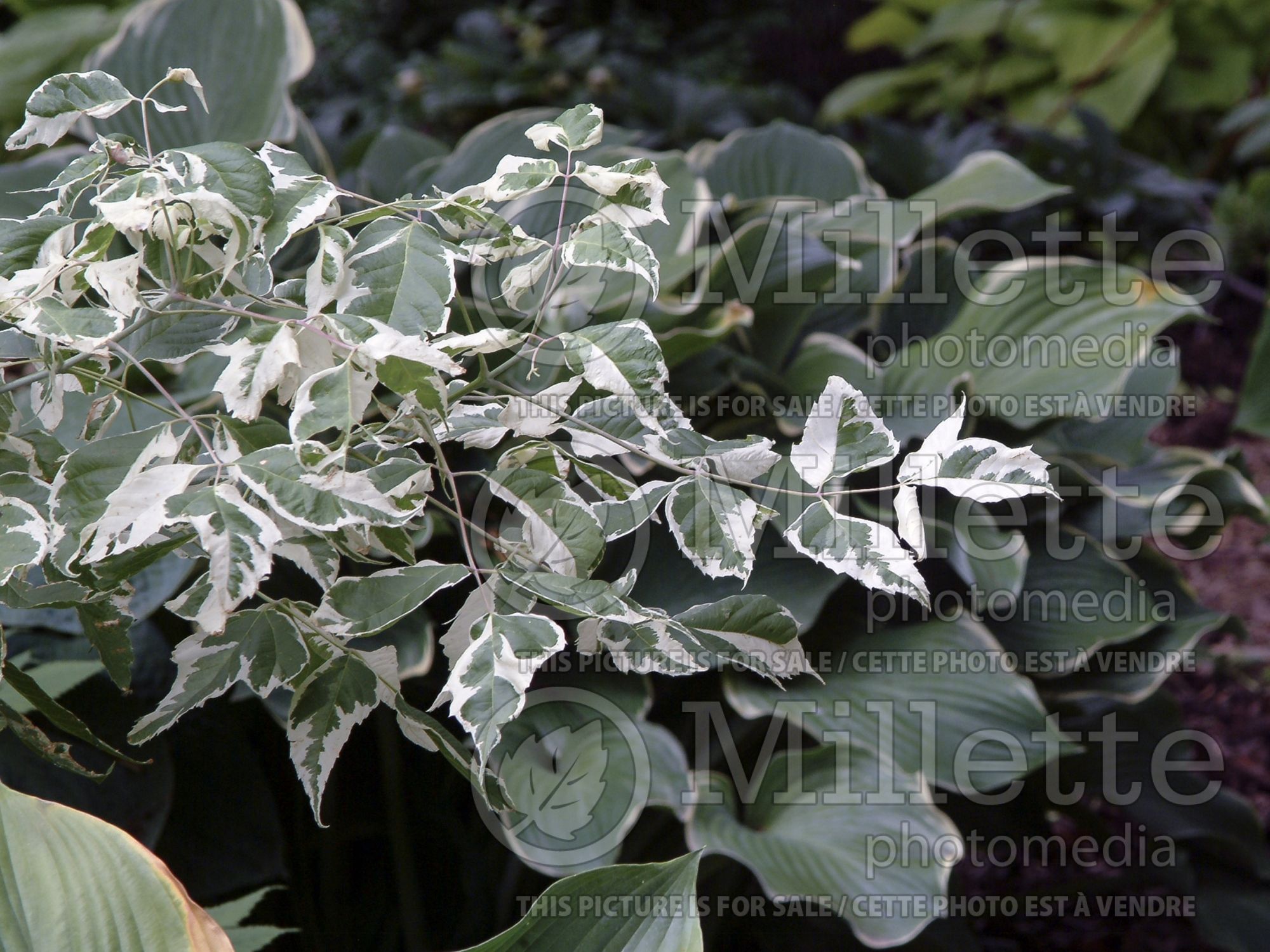 Acer Flamingo (Box Elder Maple) 2