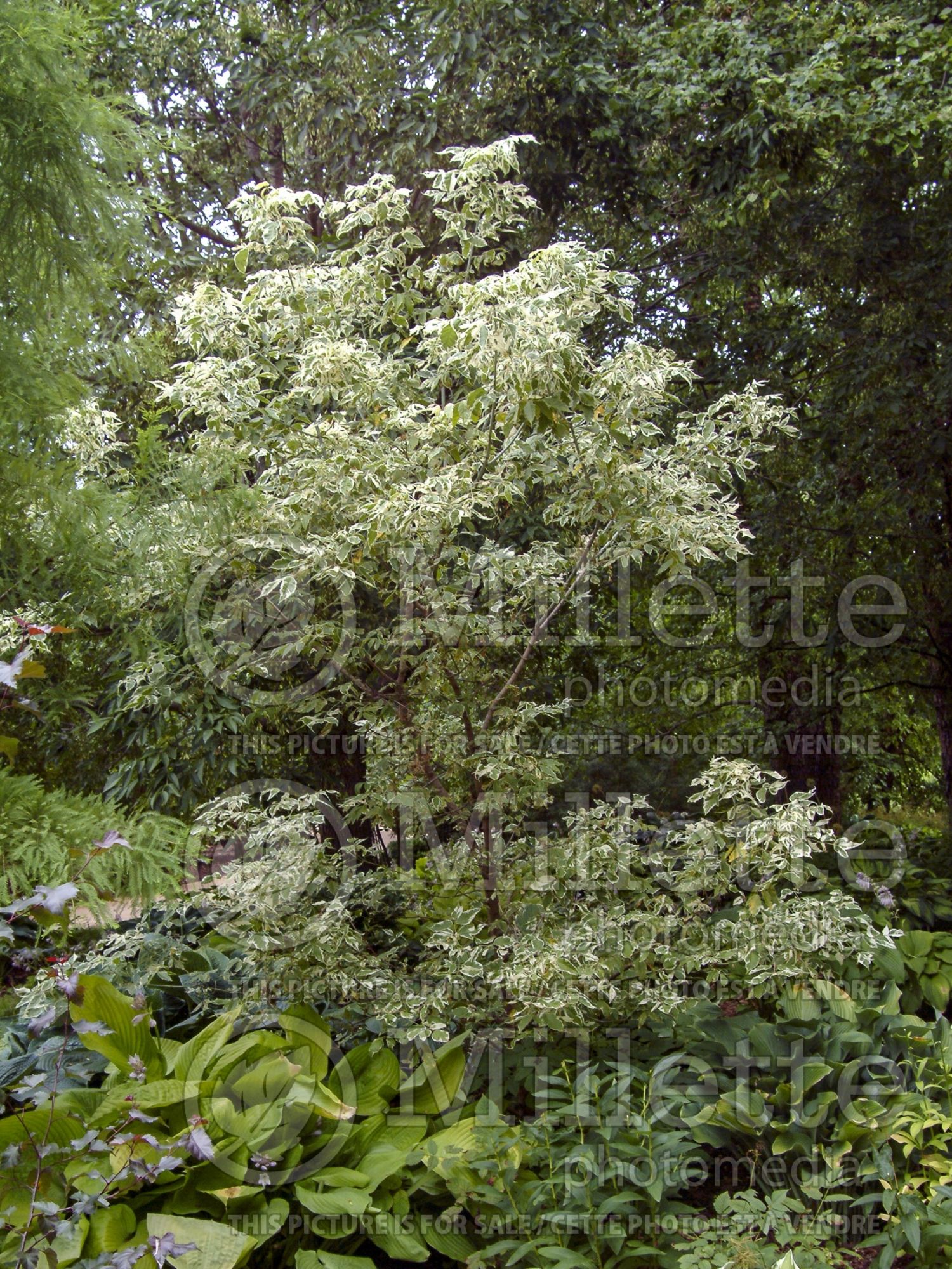 Acer Flamingo (Box Elder Maple) 3