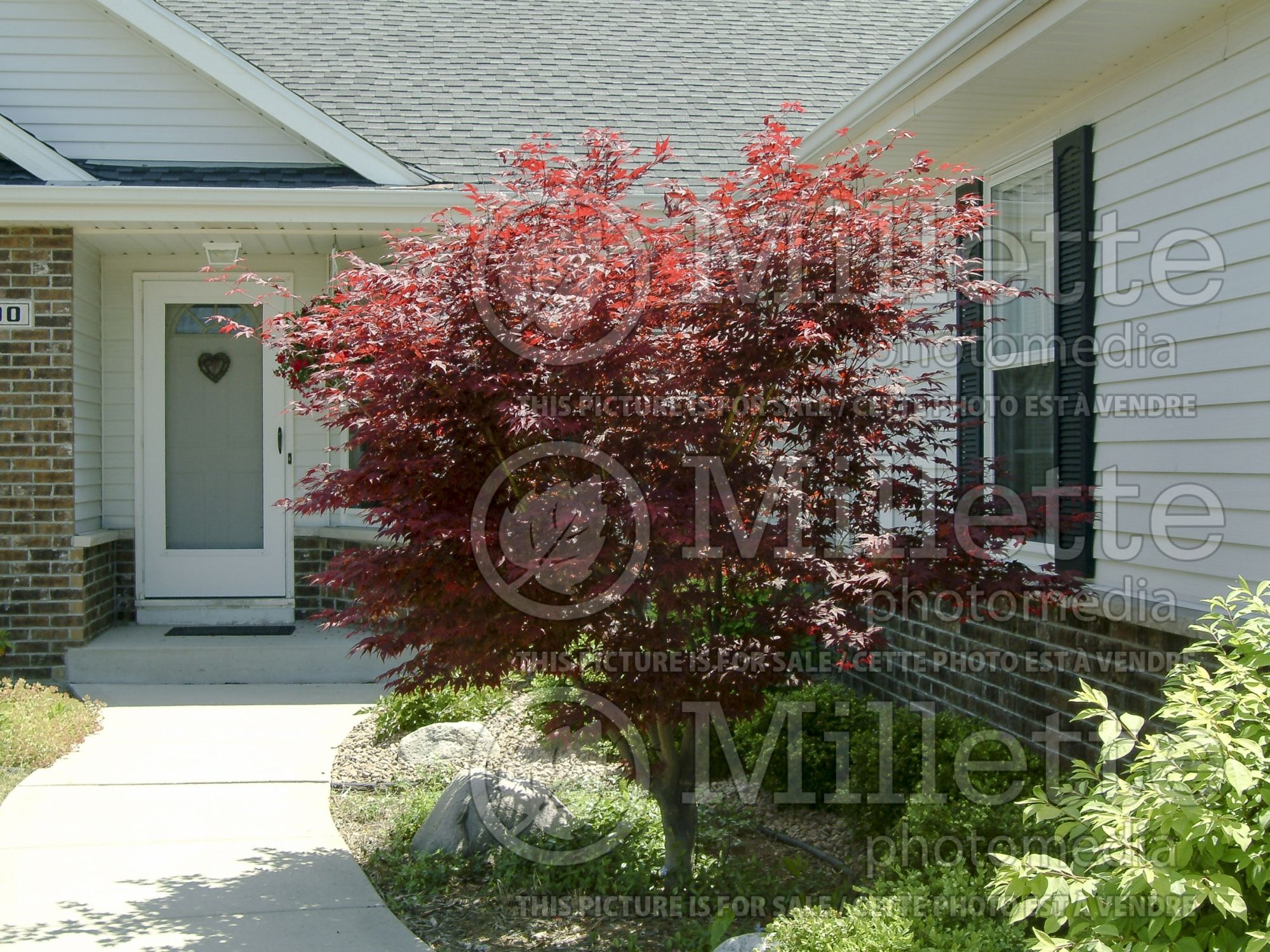 Acer palmatum (Japanese maple) 1