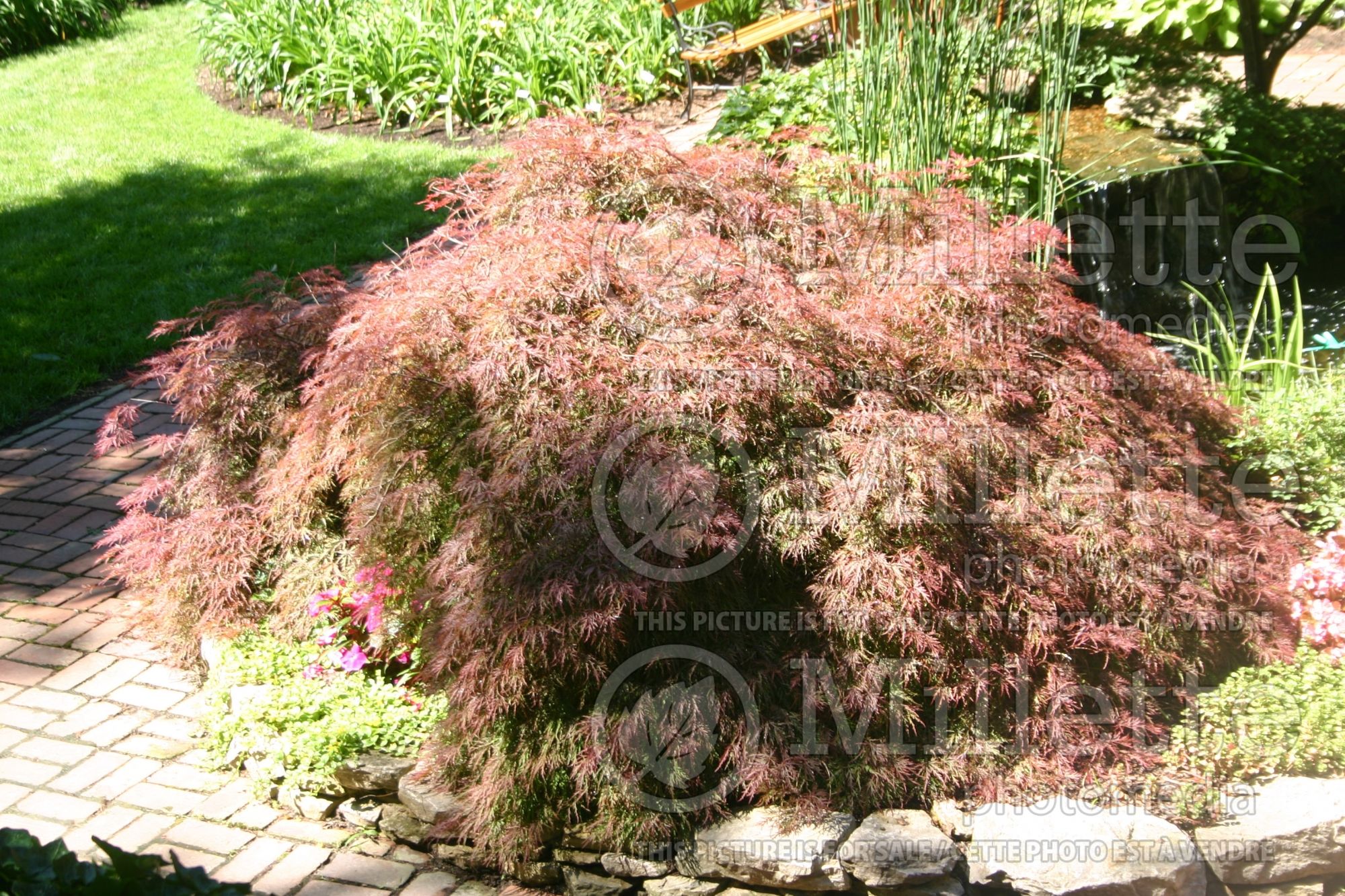Acer palmatum (Japanese maple) 2