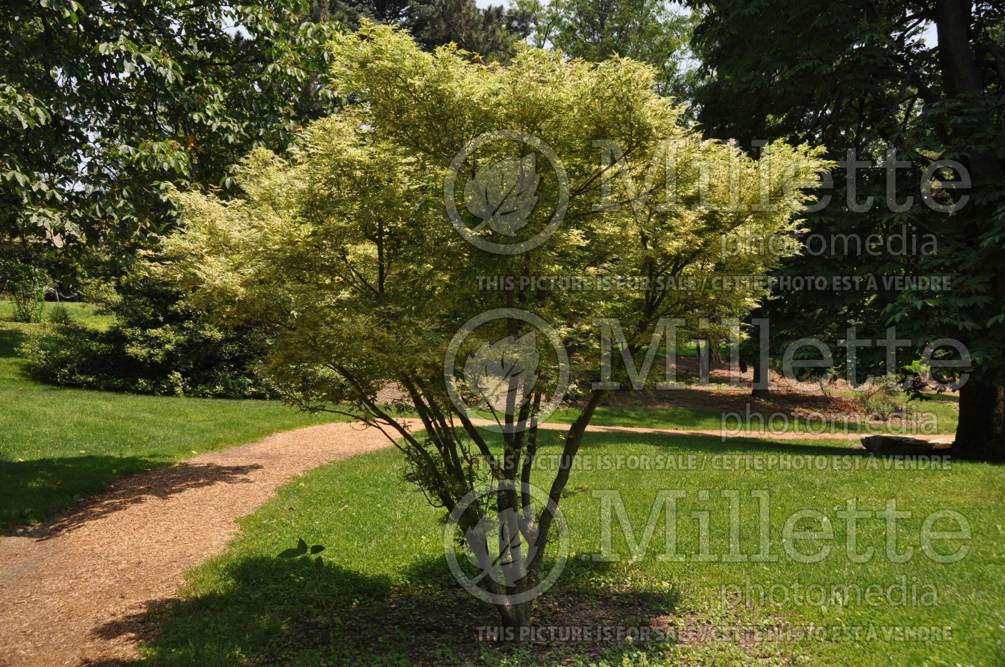 Acer Butterfly (Japanese Maple) 3