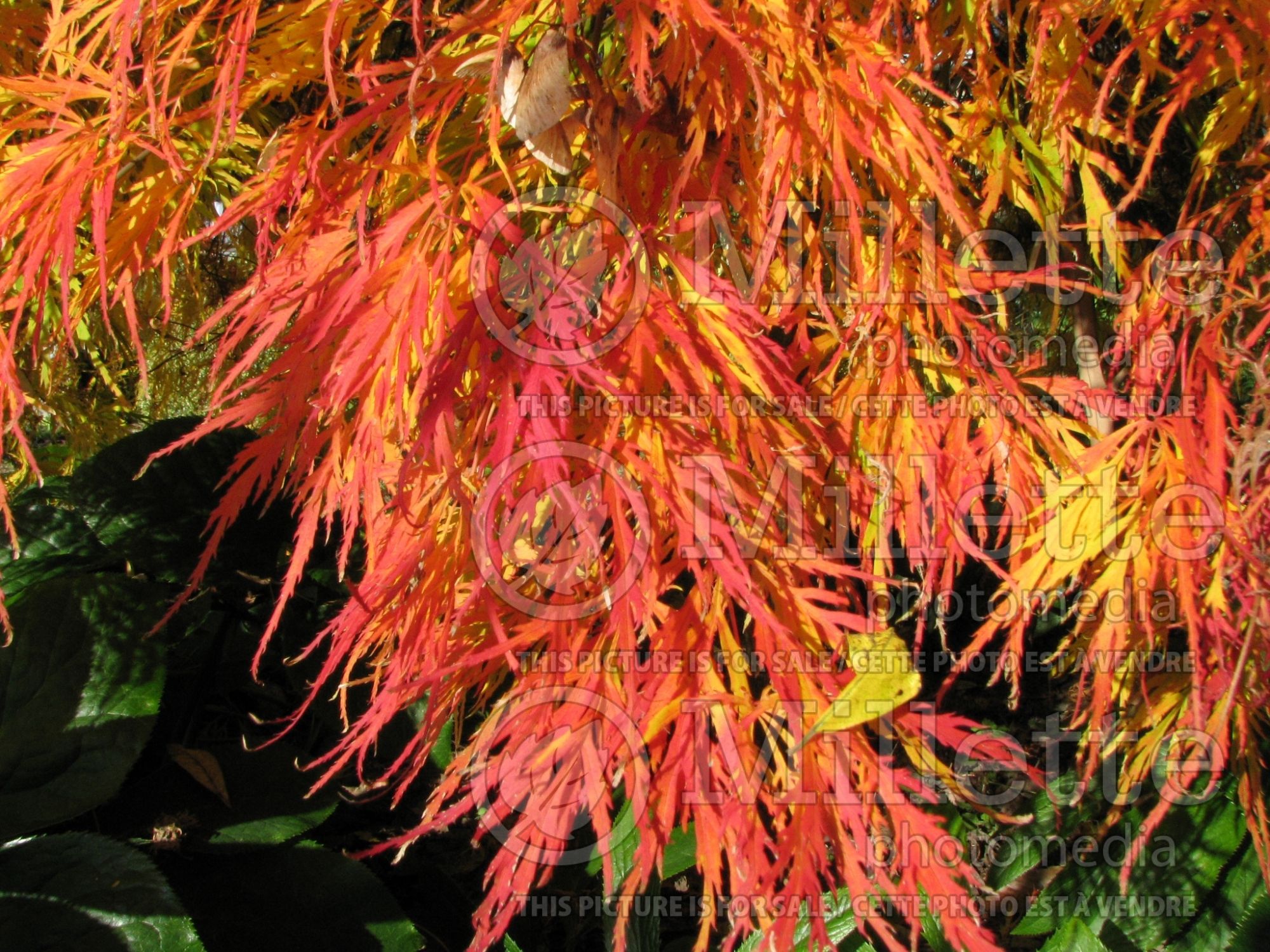 Acer Viridis (Japanese maple) 10