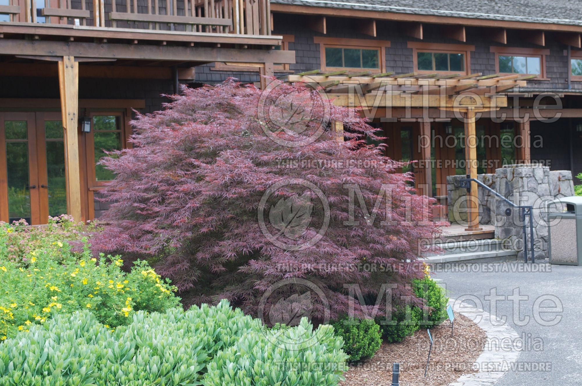 Acer Ever Red aka Dissectum Nigrum (Japanese maple) 1
