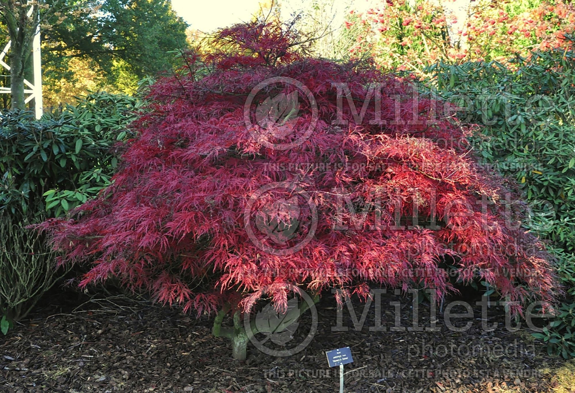 Acer Garnet (Japanese Maple) 4