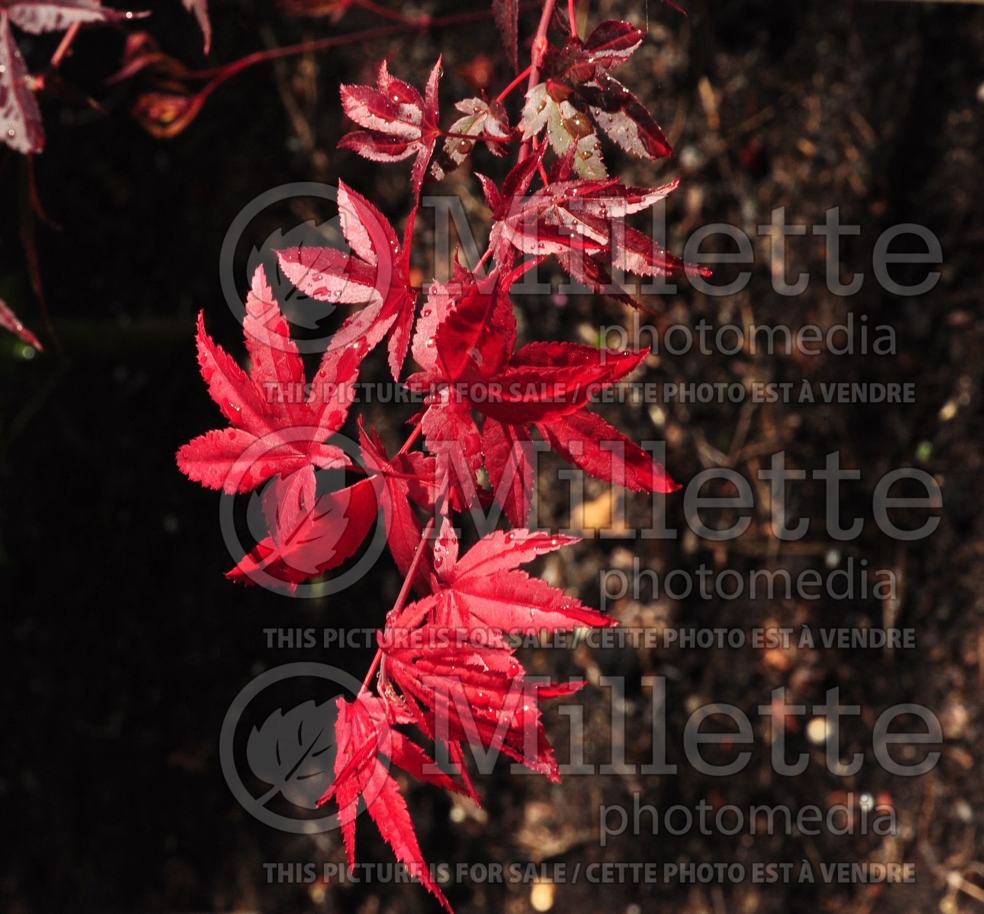 Acer Glowing Embers (Japanese maple) 1