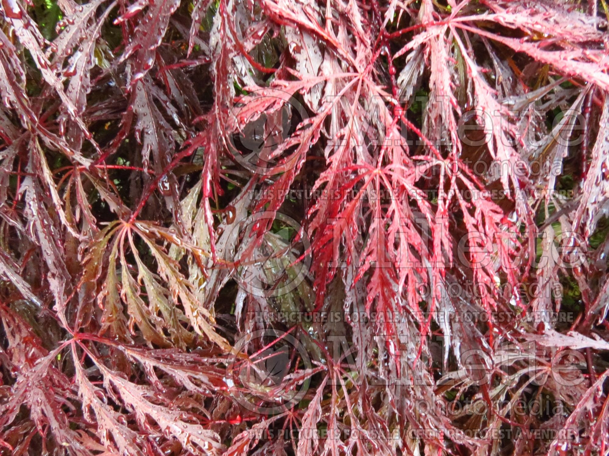 Acer Inaba-shidare (Japanese Maple) 6