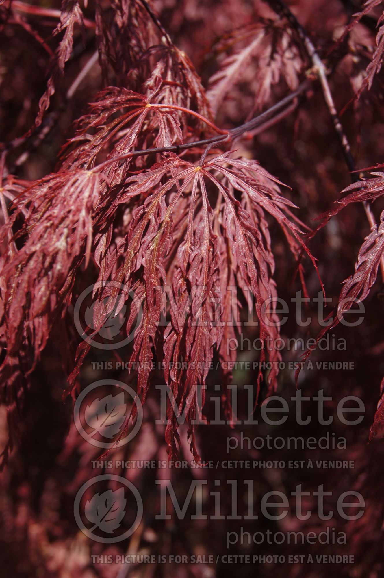 Acer Inaba-shidare (Japanese Maple) 7