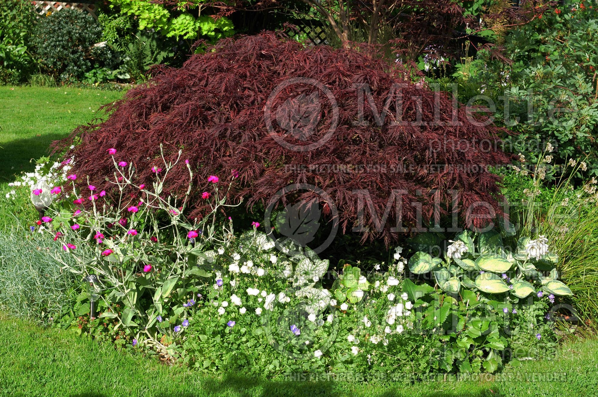Acer Red Dragon (Paperbark Maple) 5