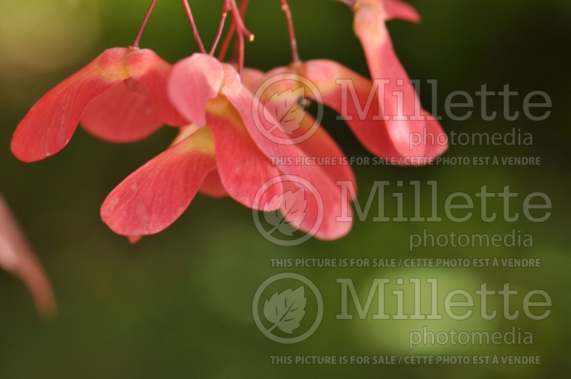 Acer Red Select (Japanese Maple) 1