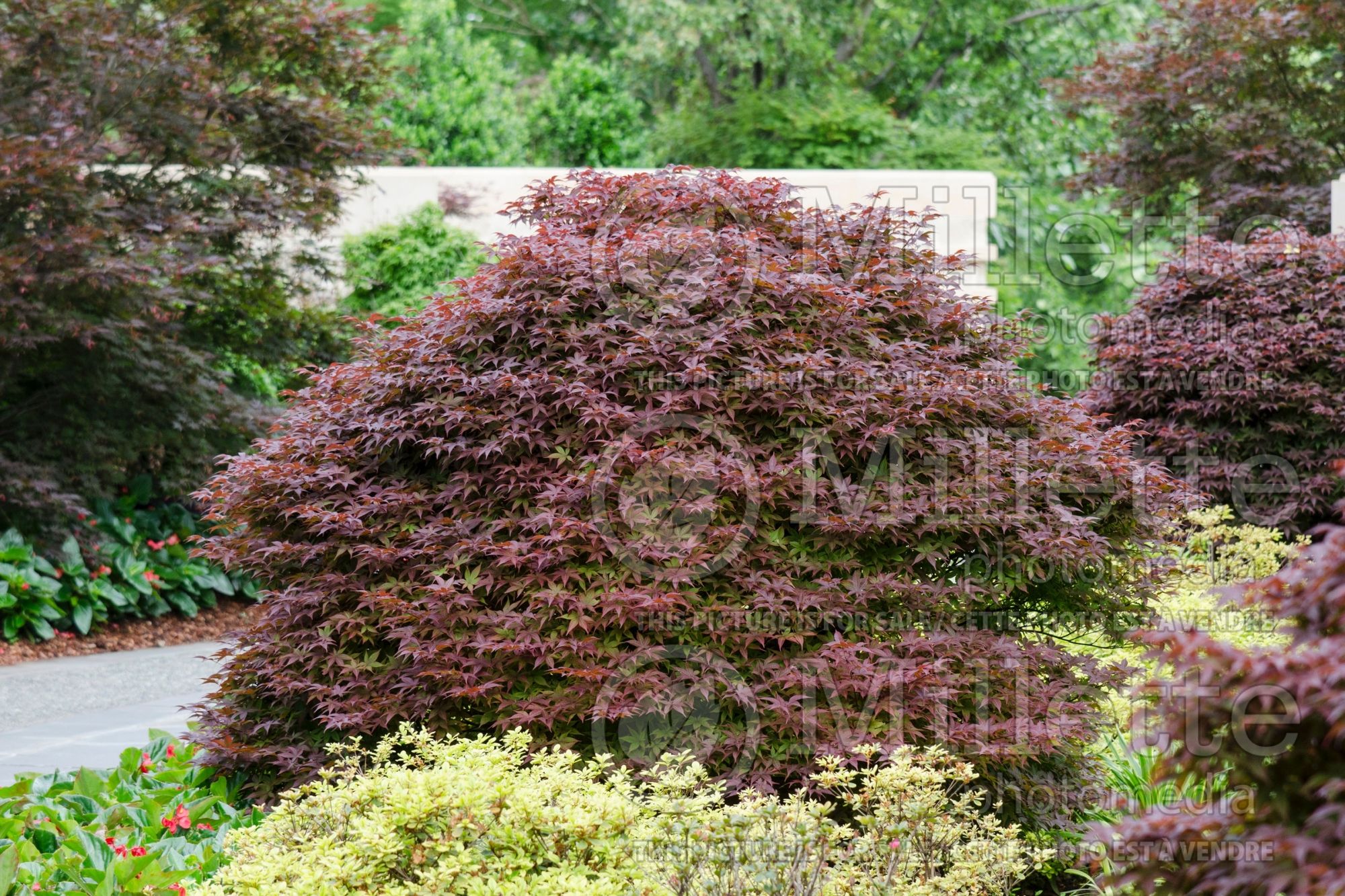 Acer Rhode Island Red (Japanese maple) 1