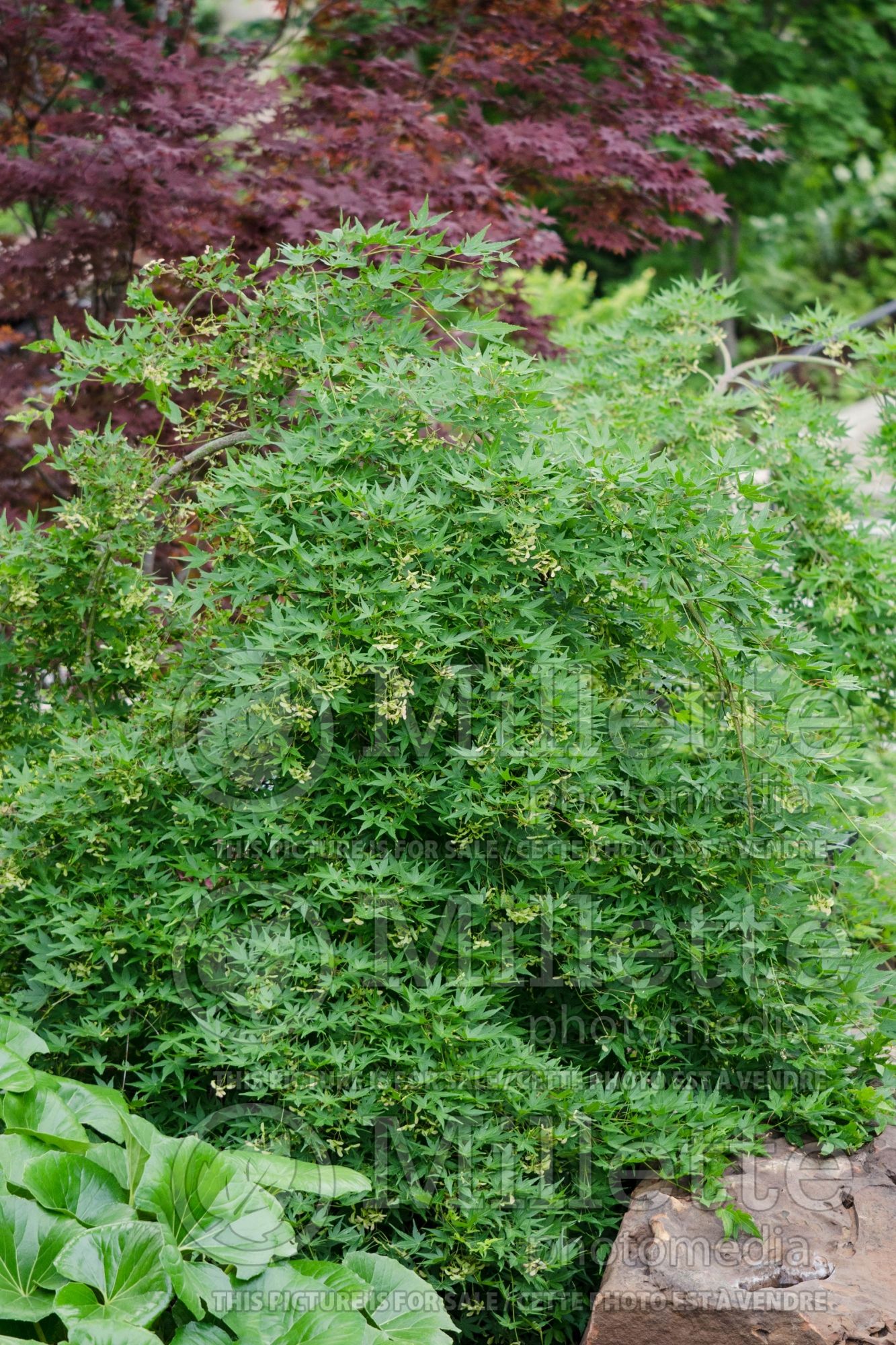 Acer Ryu sei aka Ryusen (Japanese maple) 3