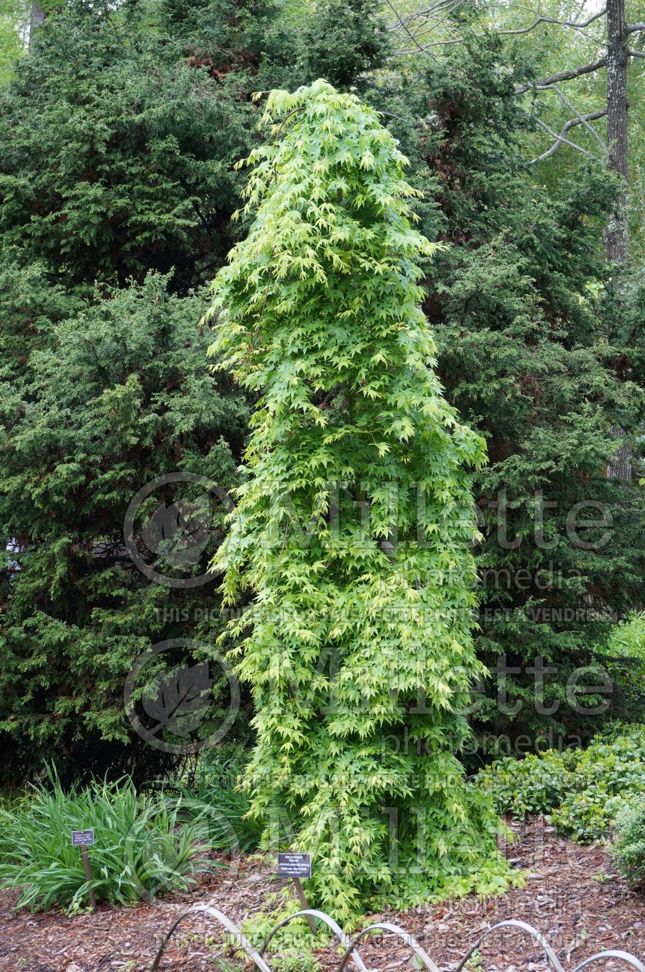 Acer Ryu sei aka Ryusen (Japanese maple) 2