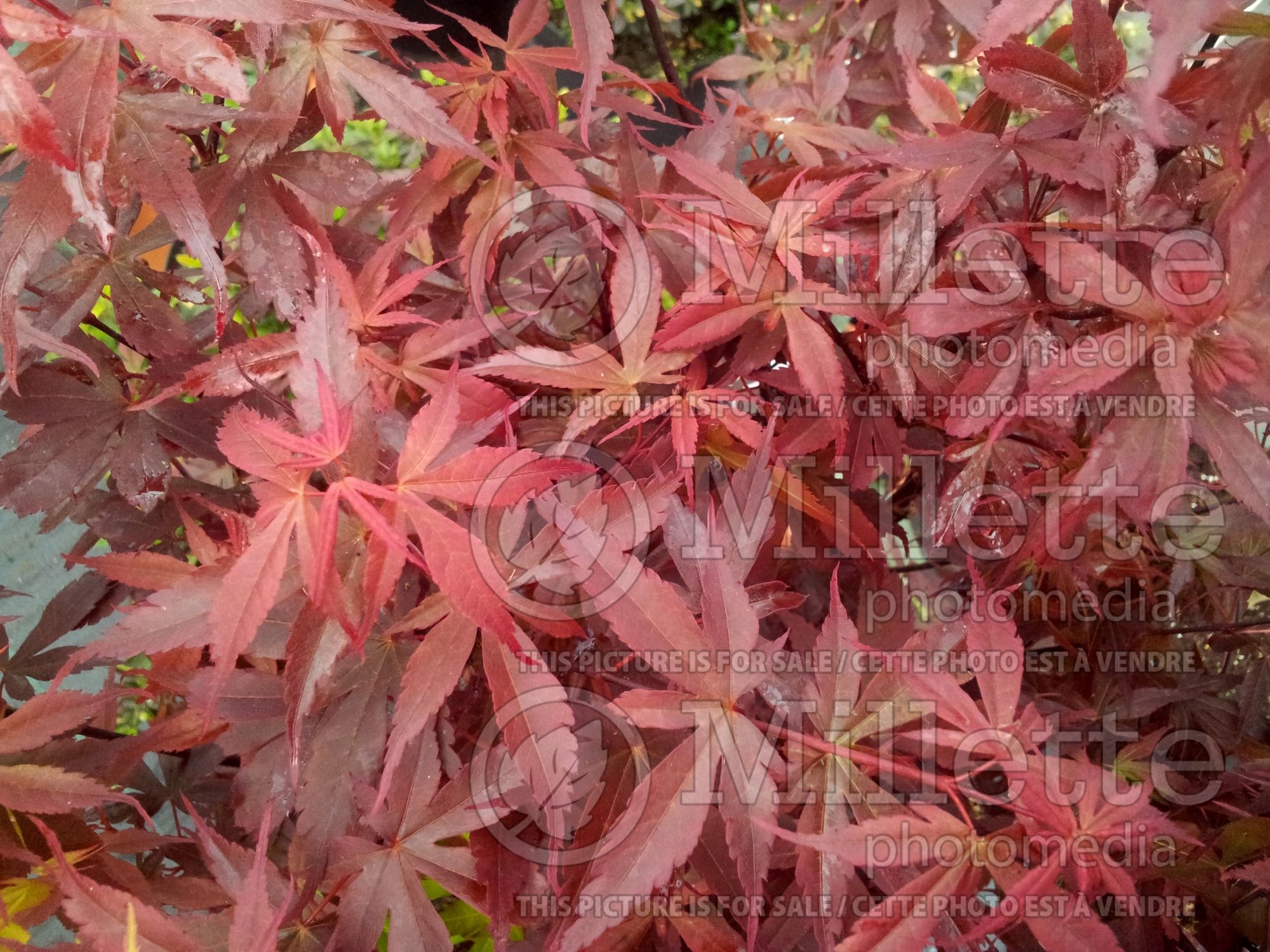 Acer Skeeter's Broom (Japanese Maple) 1