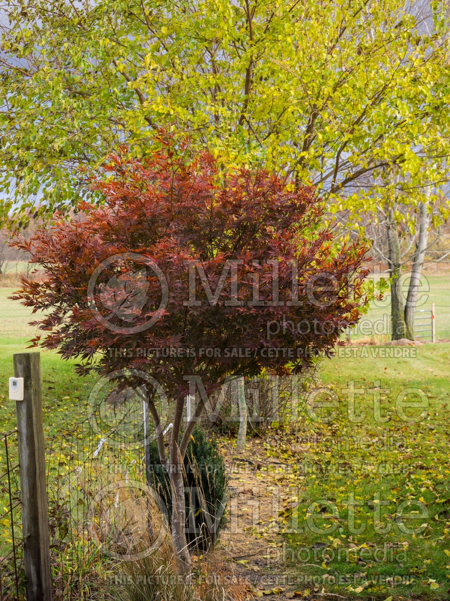 Acer Suminagashi (Japanese maple) 2