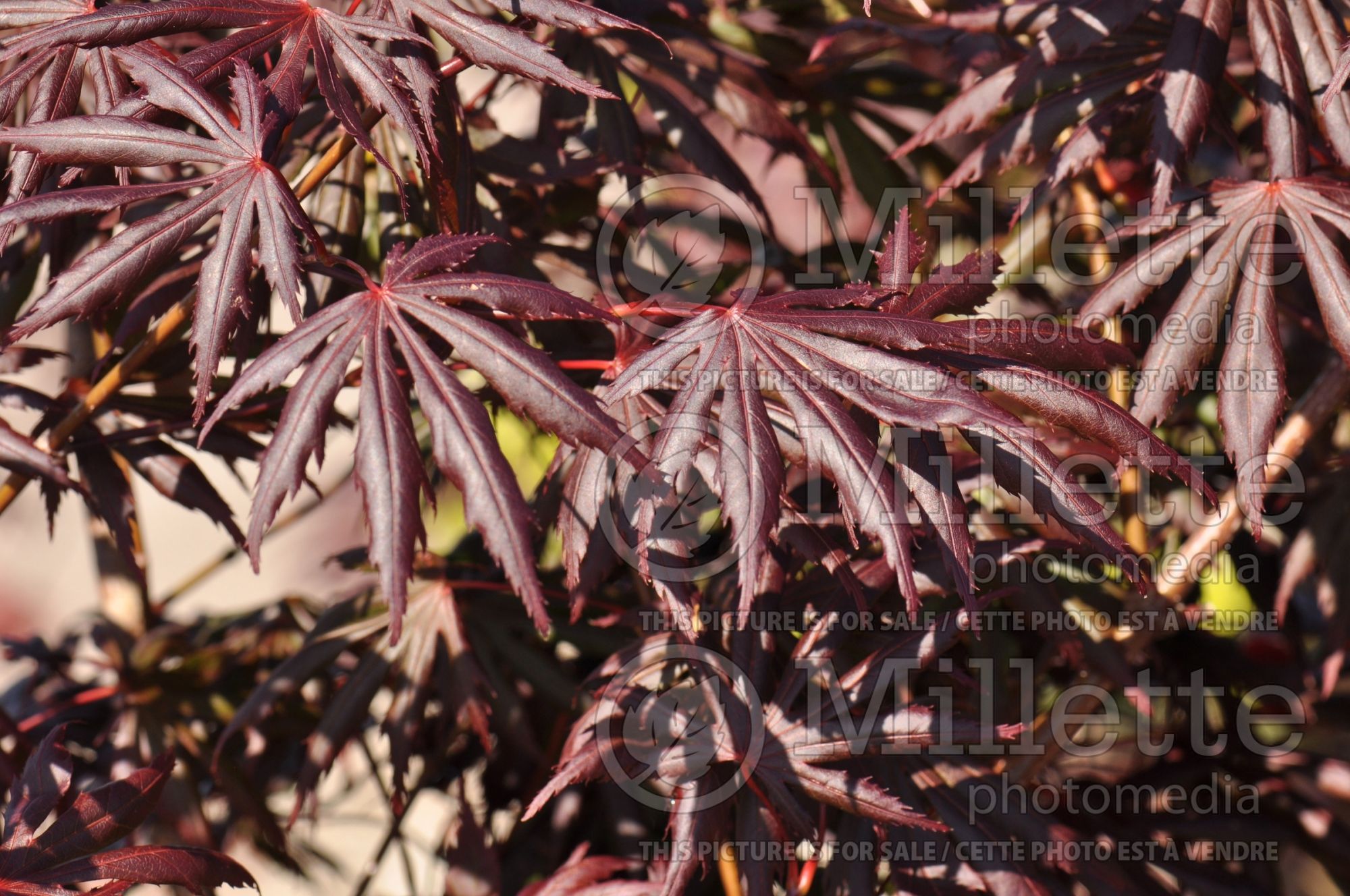 Acer Trompenburg (Japanese Maple) 5