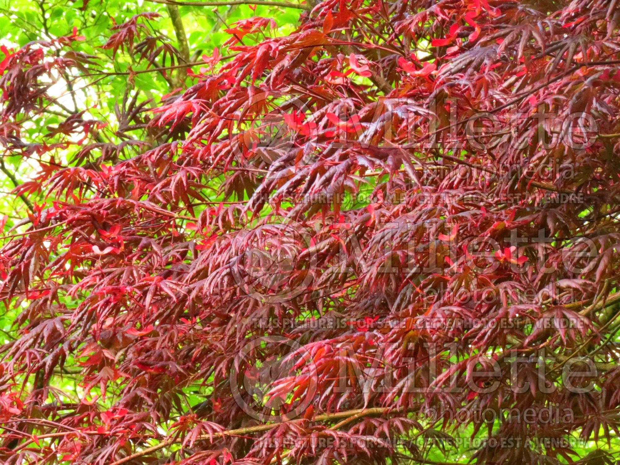 Acer Trompenburg (Japanese Maple) 4