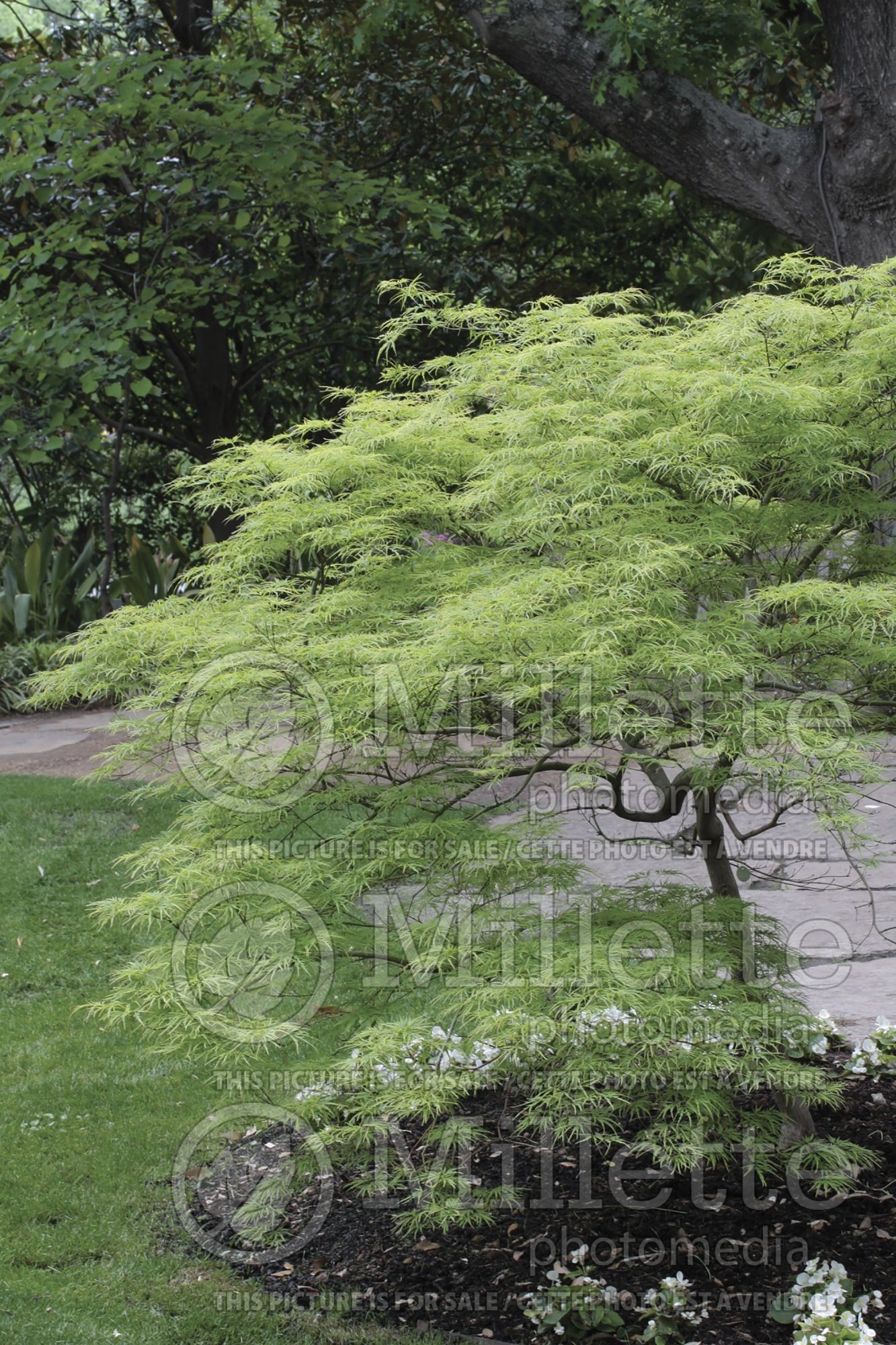 Acer Viridis (Japanese maple) 8