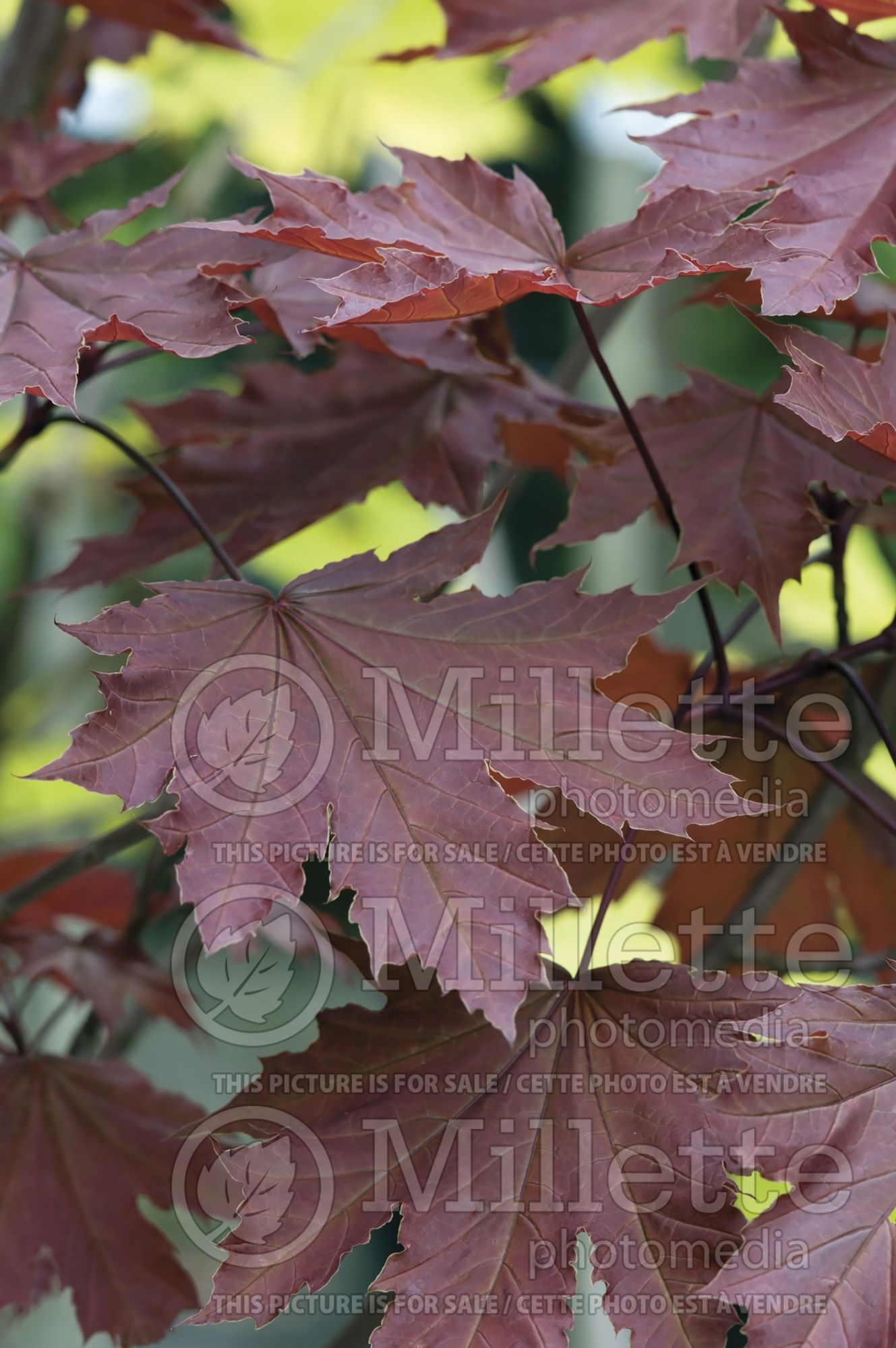Acer Crimson Sentry (Norway Maple) 6