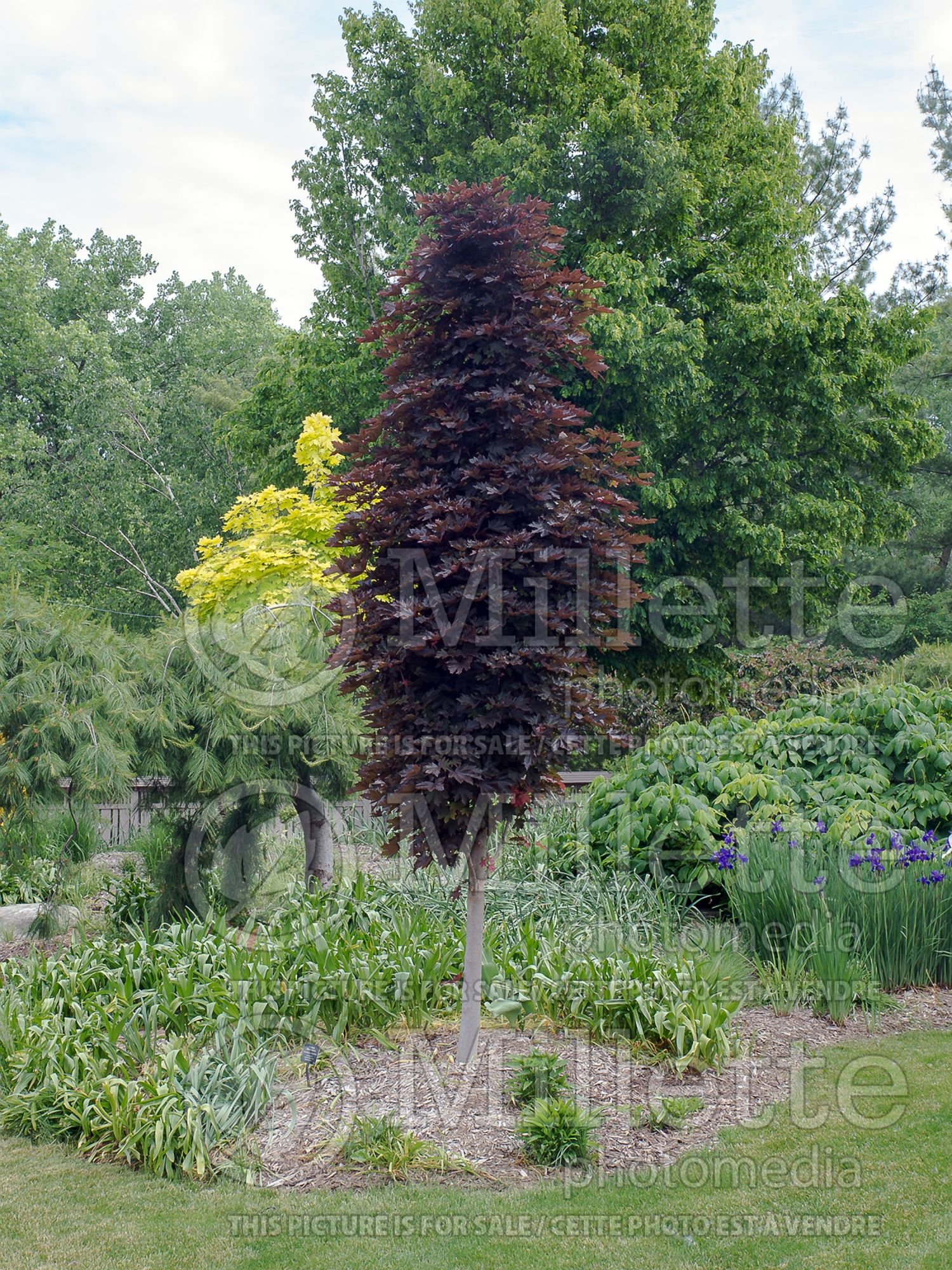 Acer Crimson Sentry (Norway Maple) 3