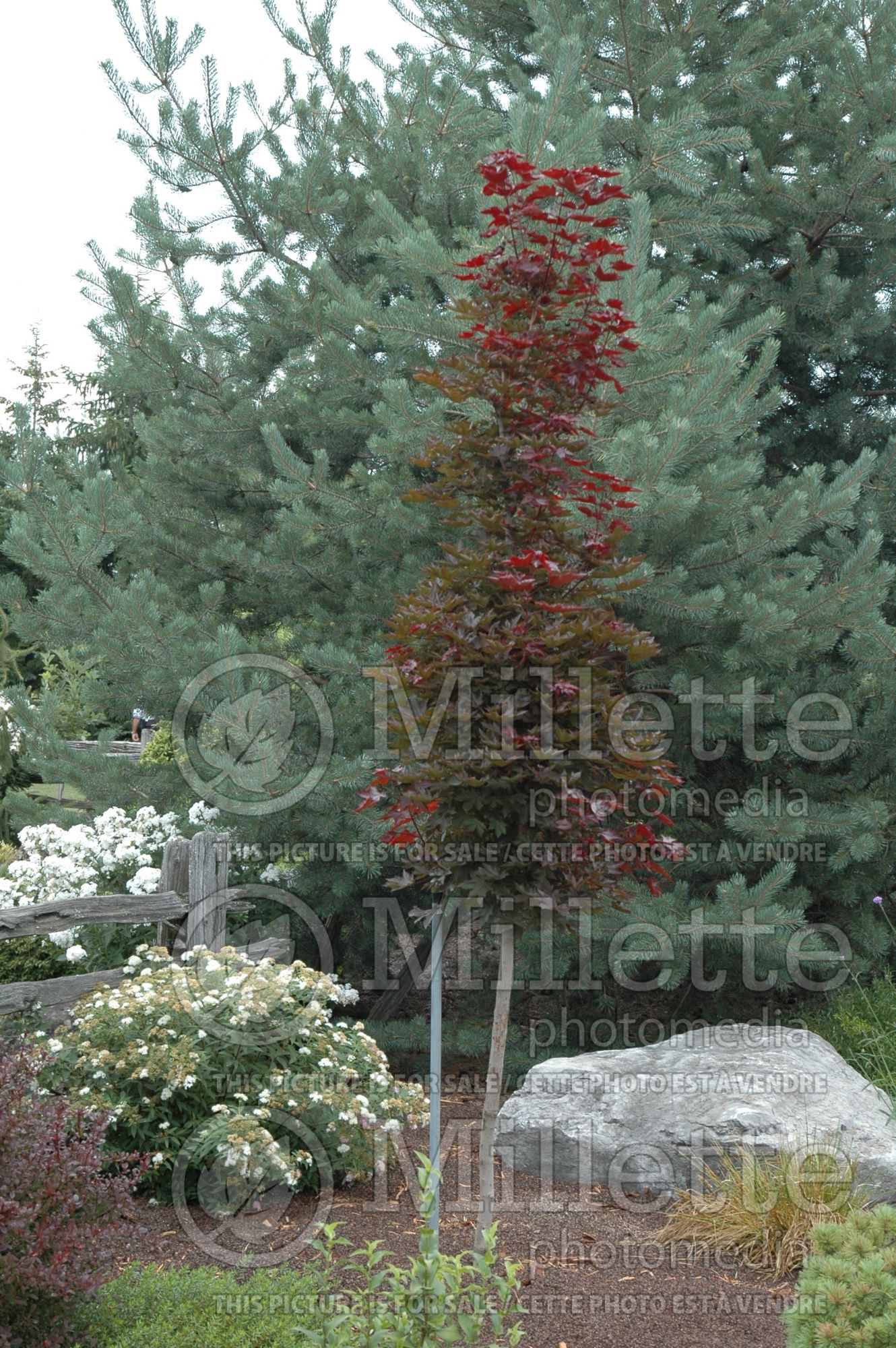 Acer Crimson Sentry (Norway Maple) 5