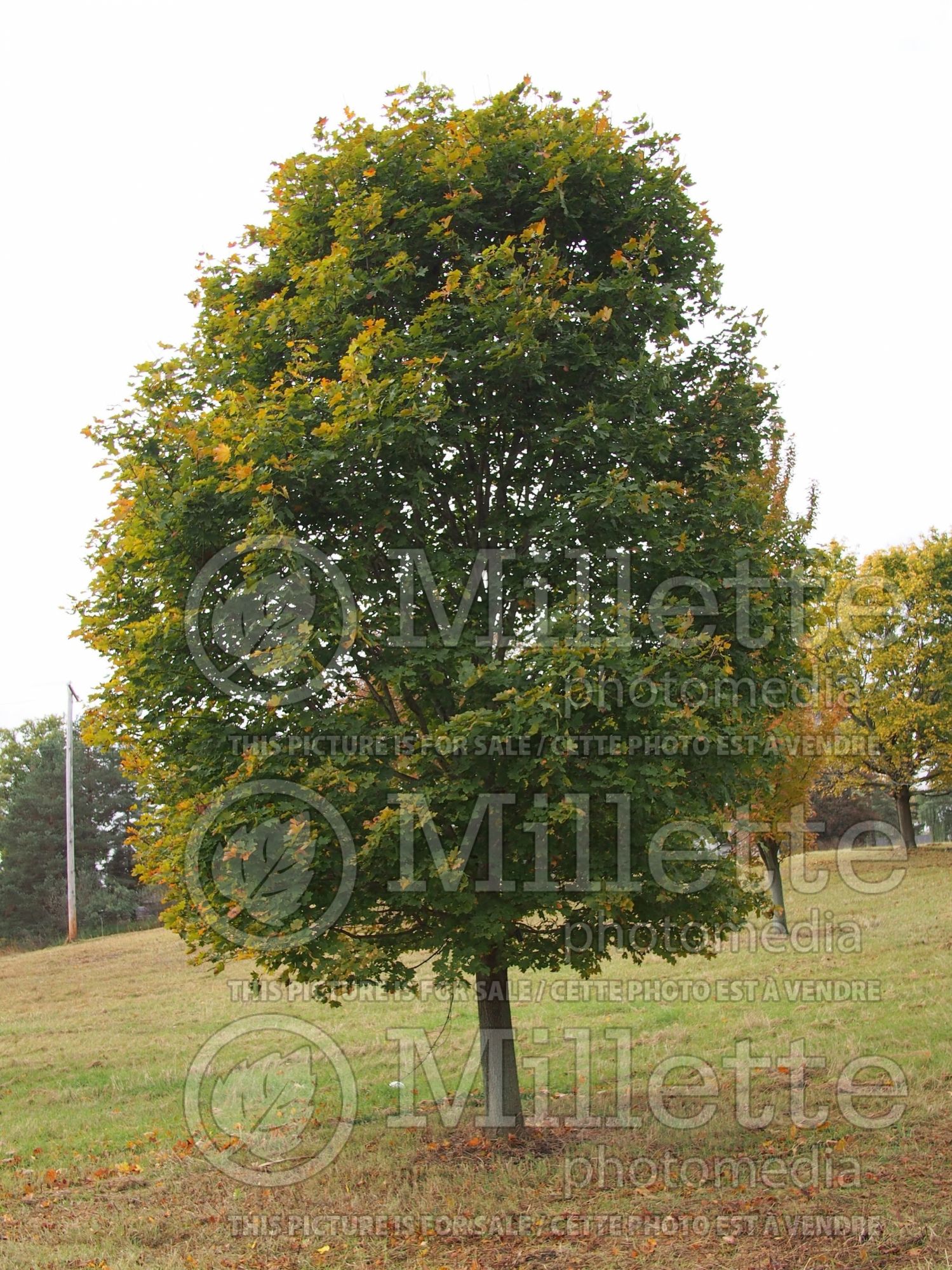 Acer Deborah (Norway Maple) 4