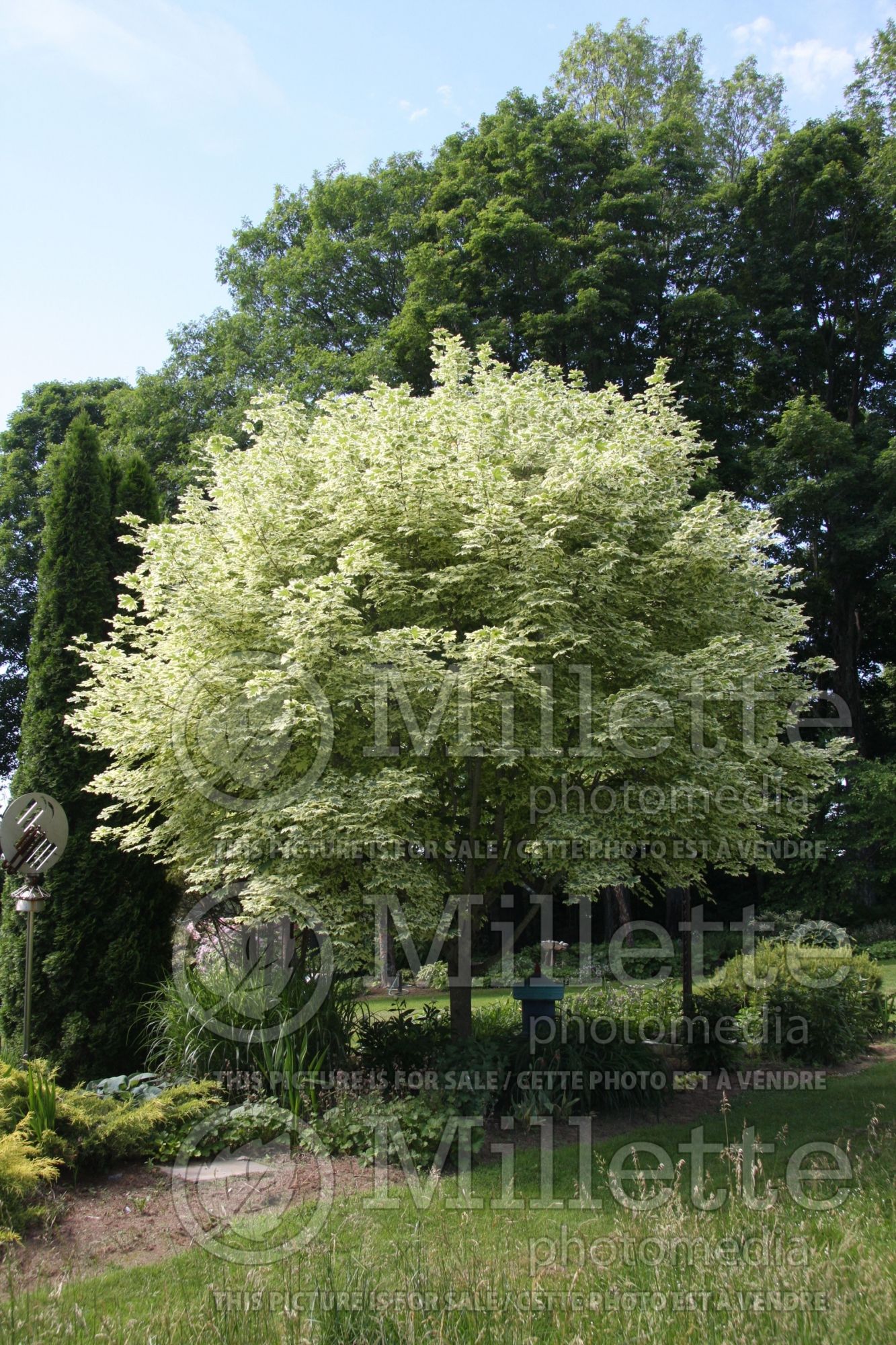 Acer Drummondii (Norway Maple) 6