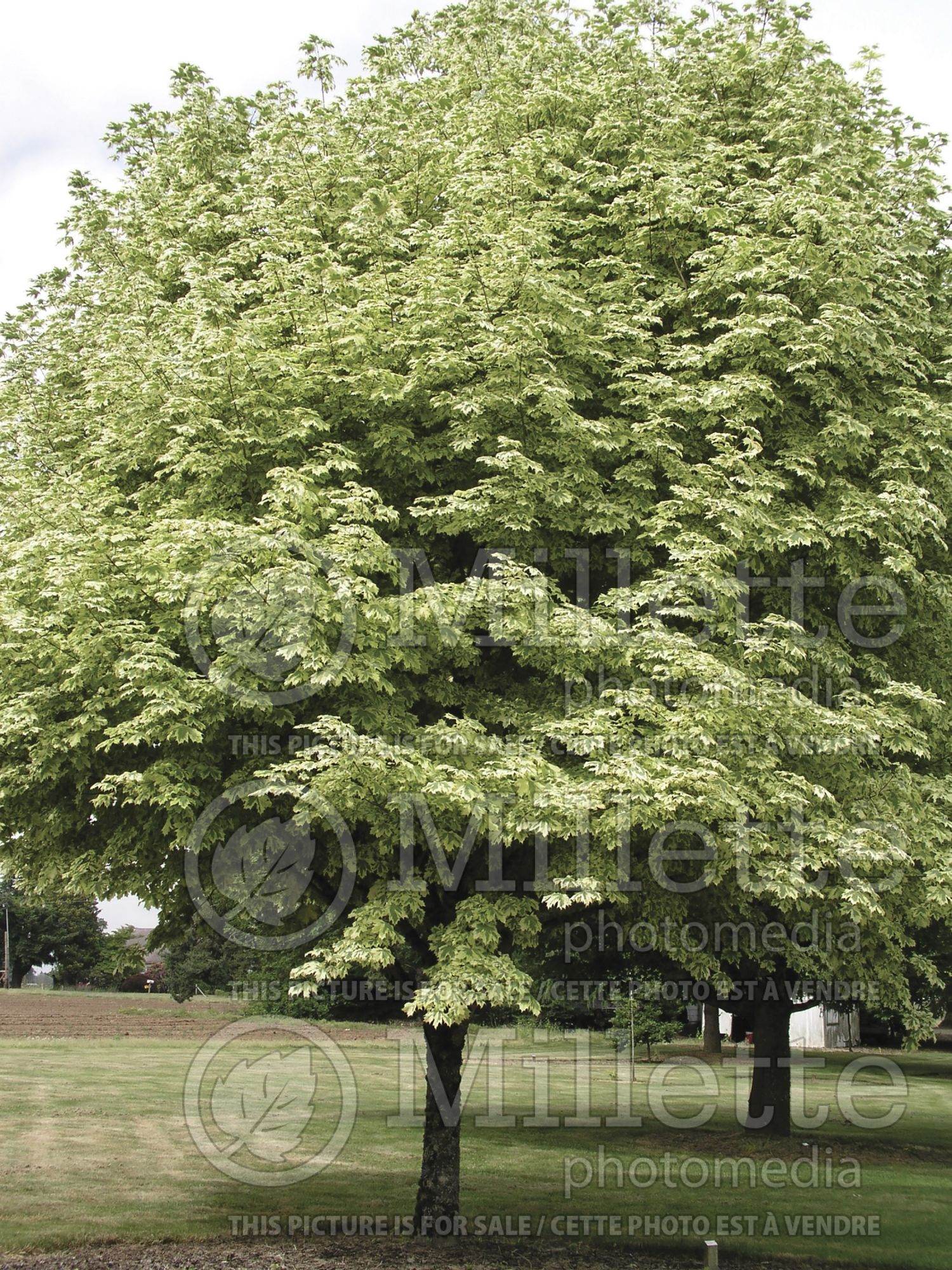 Acer Drummondii (Norway Maple) 8