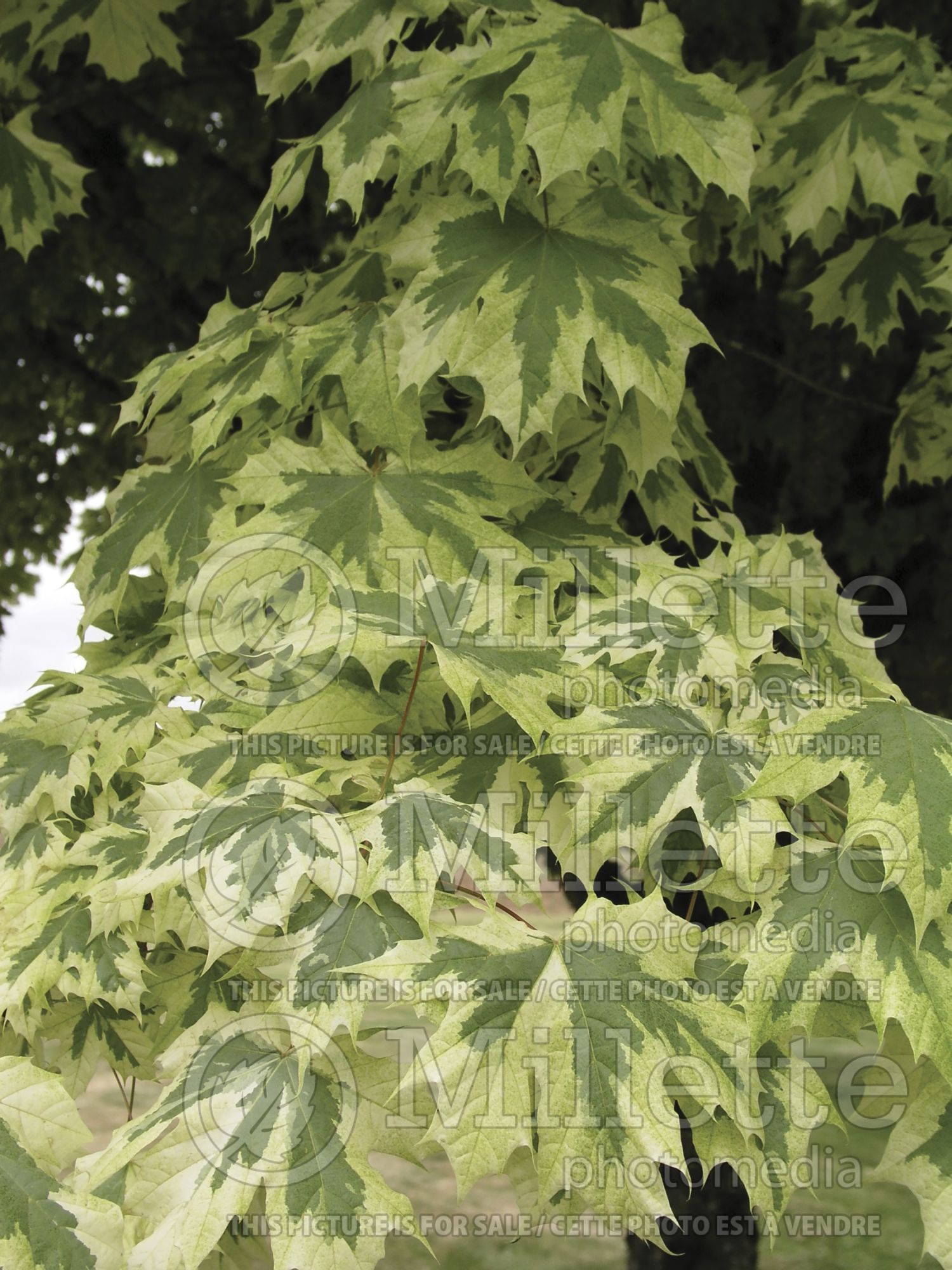 Acer Drummondii (Norway Maple) 7