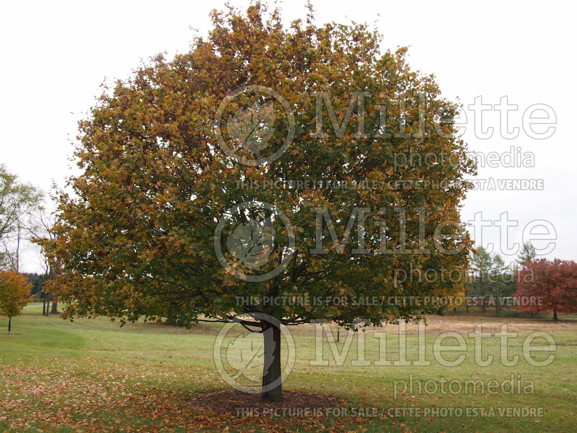 Acer Emerald Lustre (Norway Maple) 3