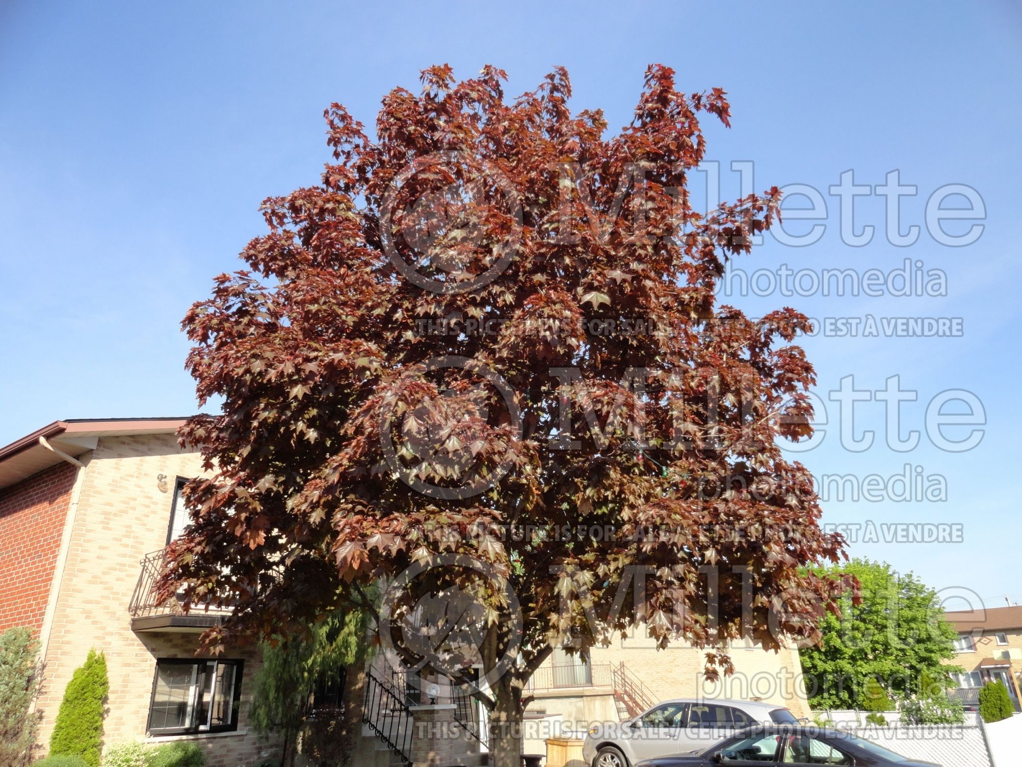 Acer platanoides Royal Red (Norway Maple) 5