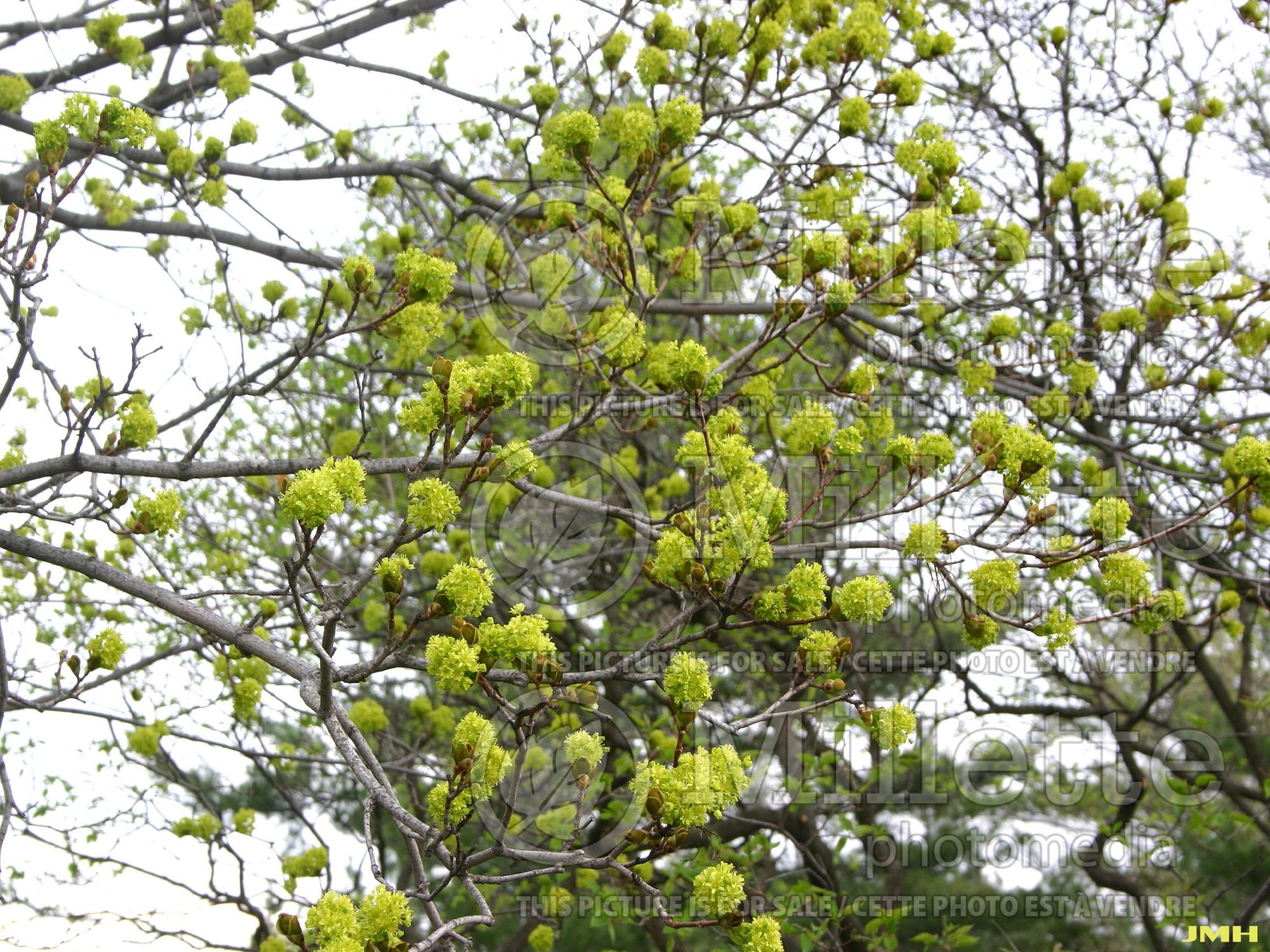 Acer Superform (Norway maple) 2