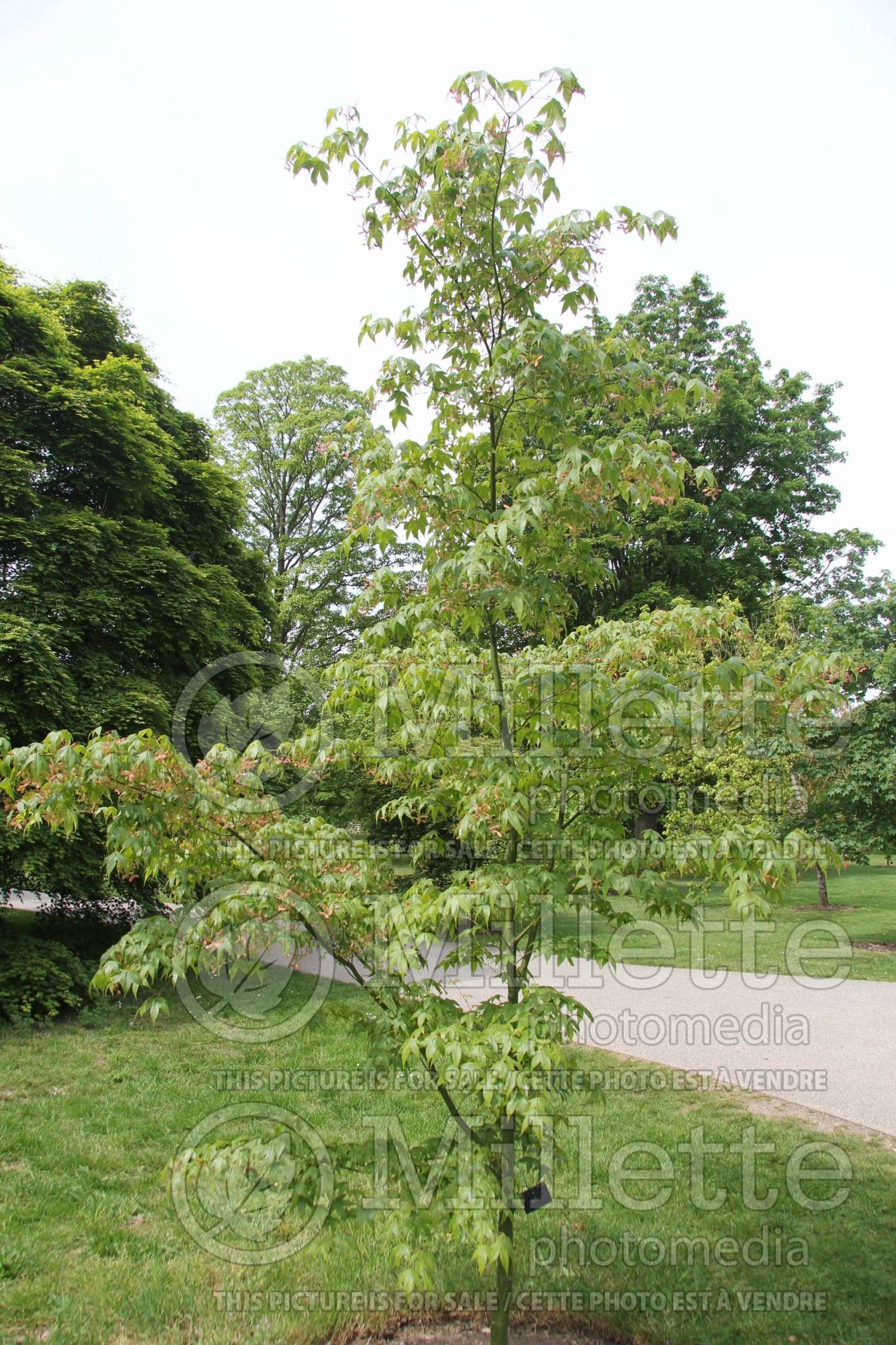 Acer pubinerve (maple) 1