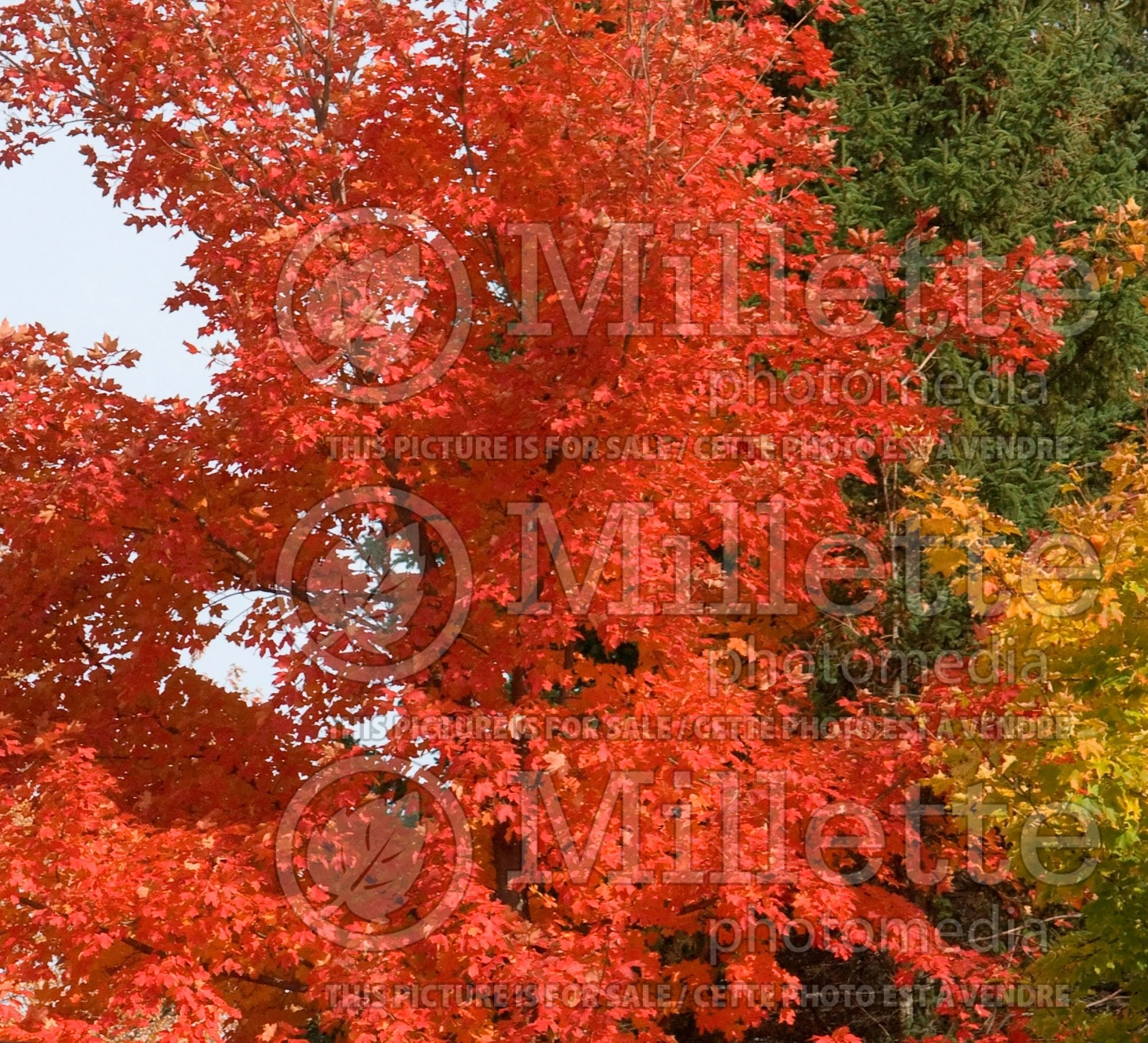 Acer Autumn Radiance (Red Maple) 1
