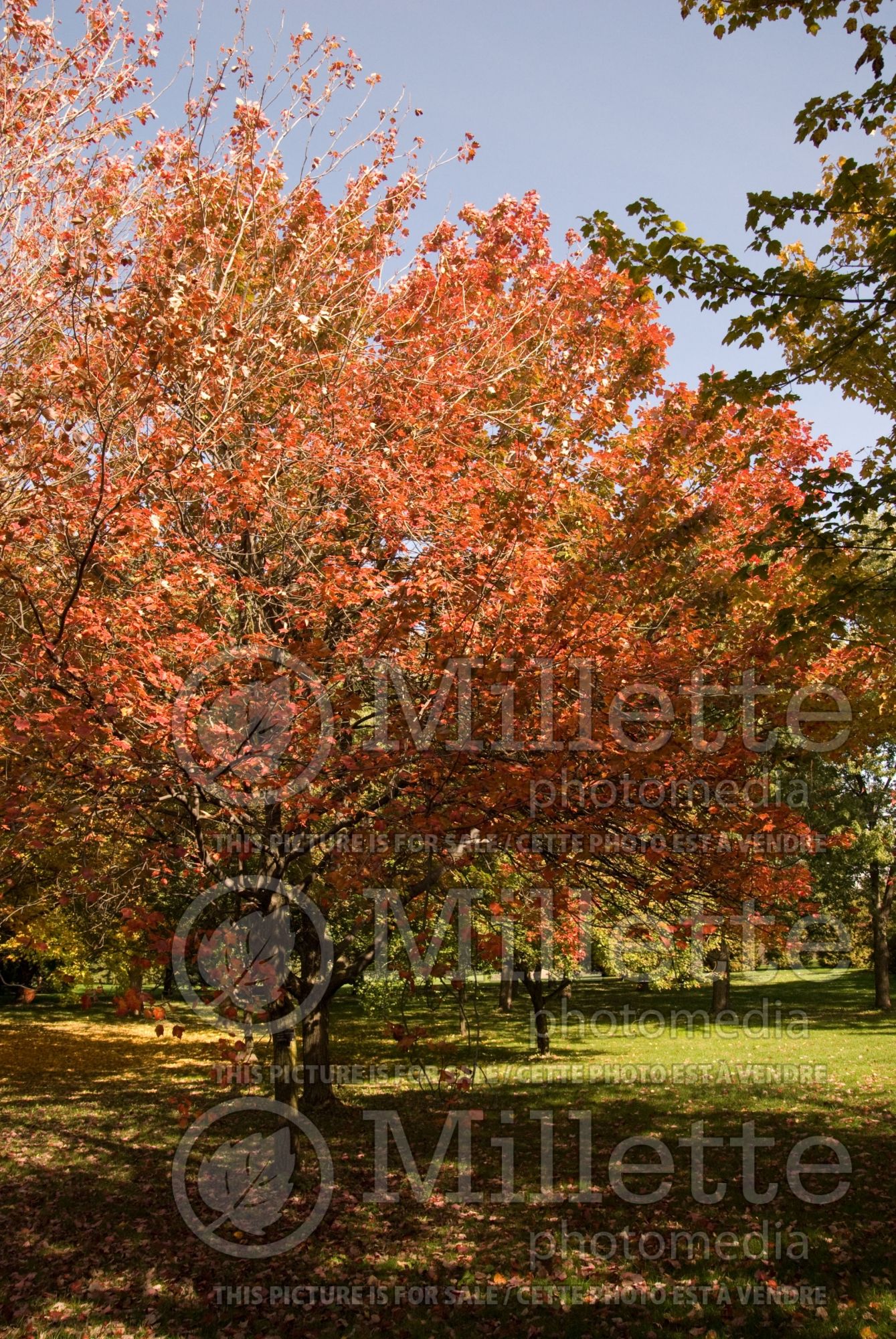 Acer rubrum (red maple) 7