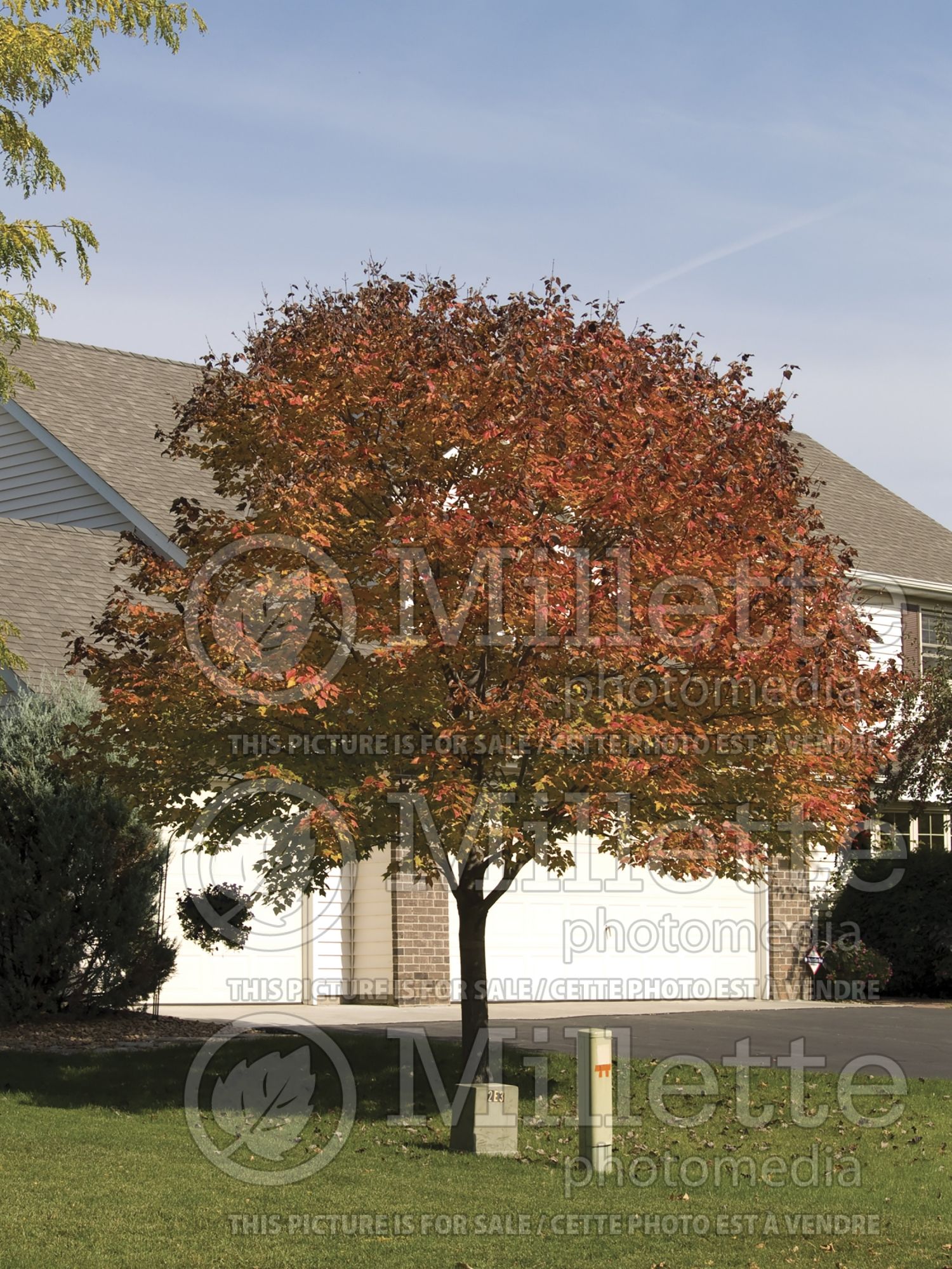 Acer Northwood (Red maple) 1