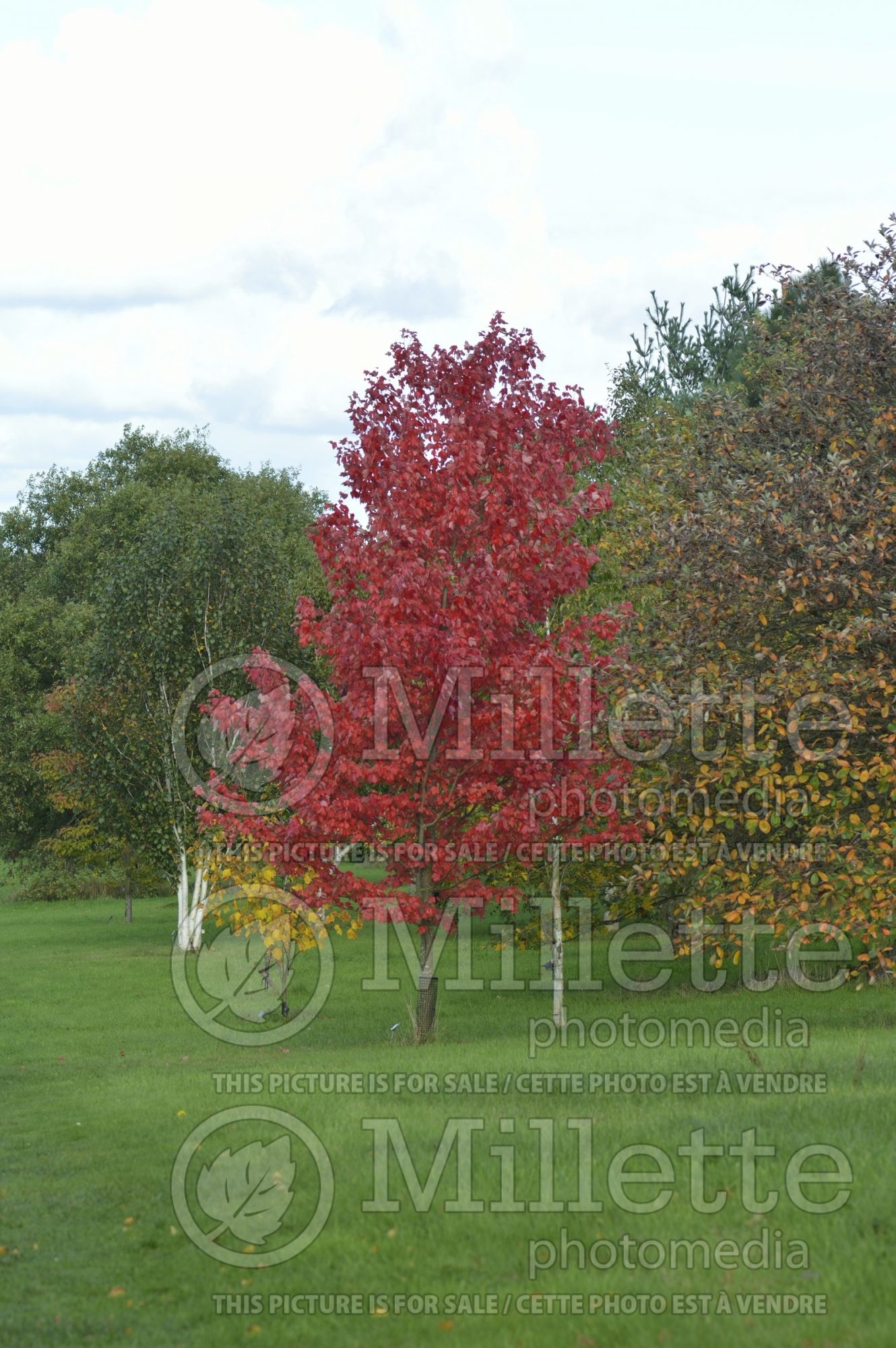 Acer October Glory (Red Maple) 6