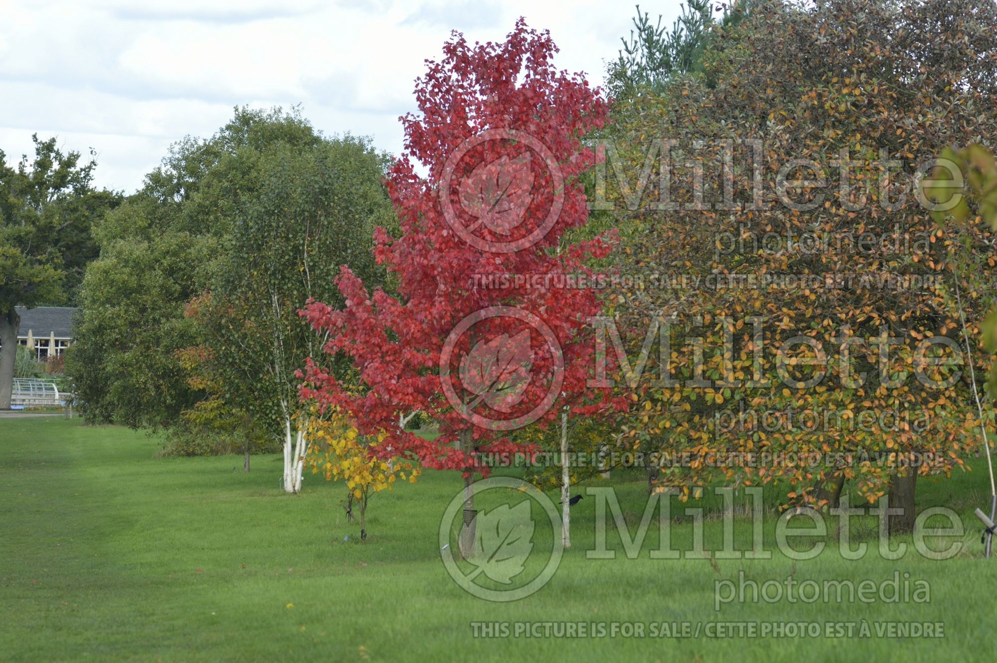 Acer October Glory (Red Maple) 7