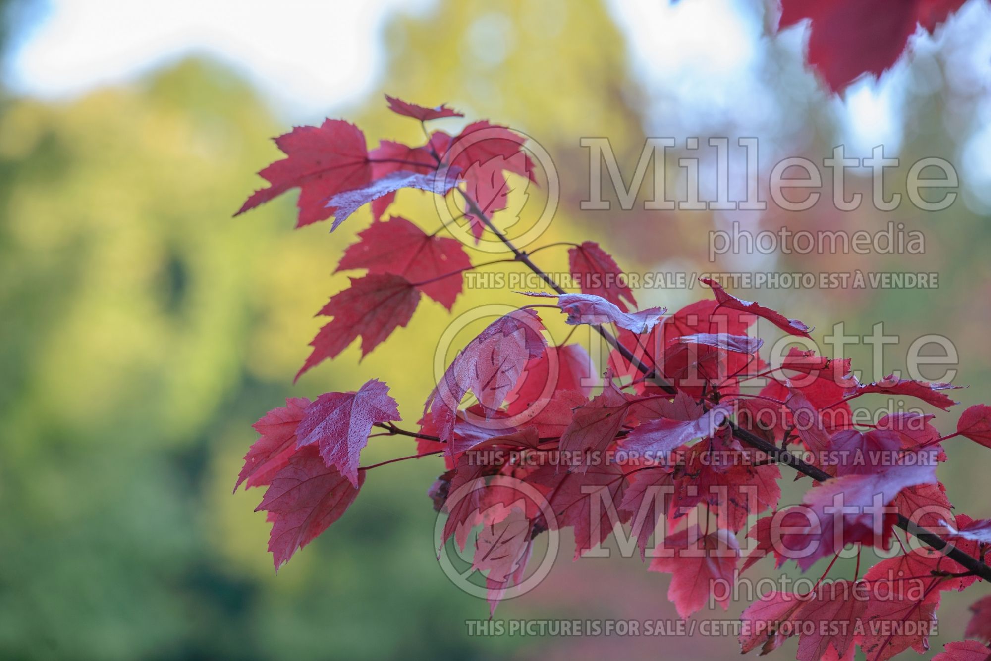 Acer Somerset (Red Maple) 1