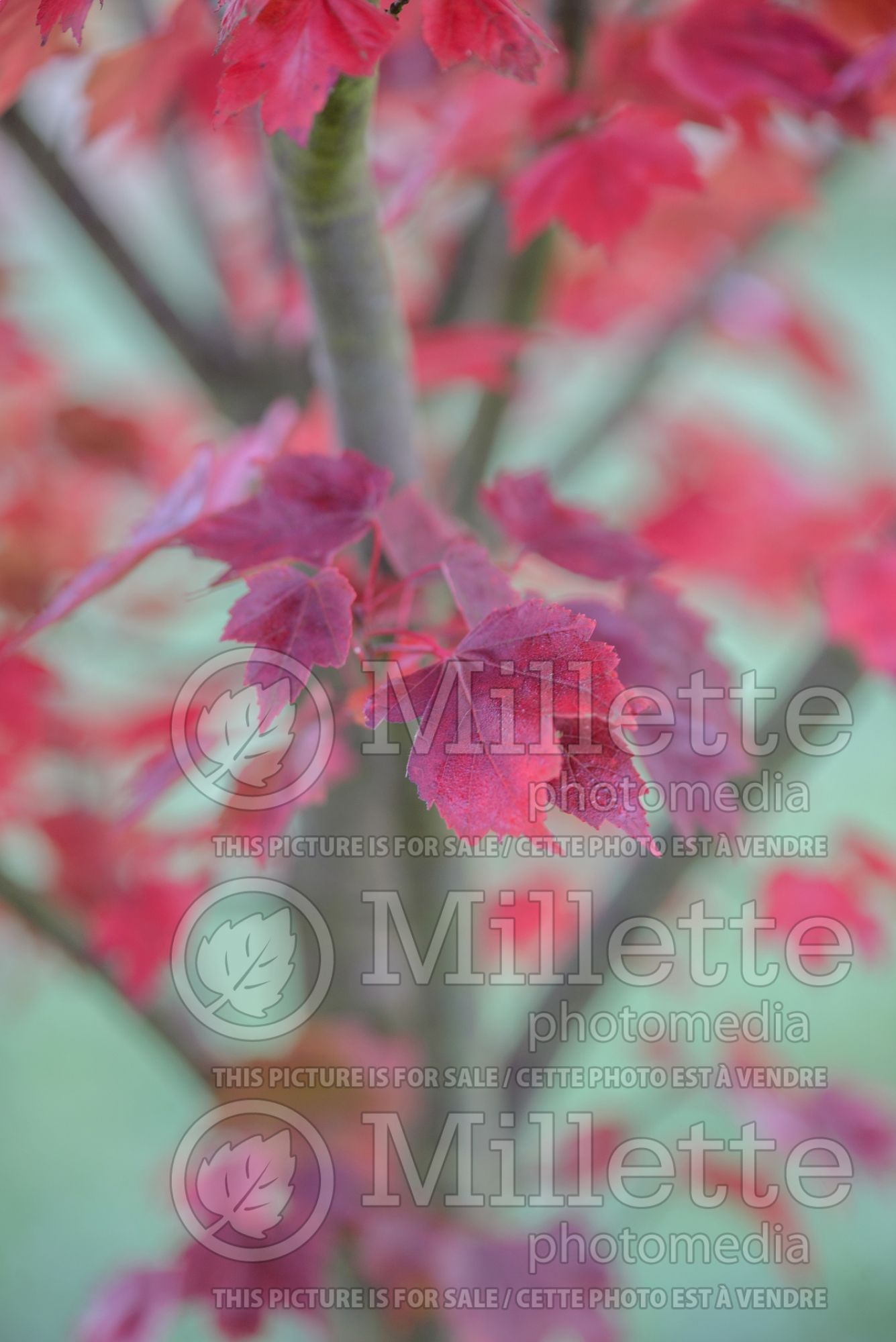 Acer Somerset (Red Maple) 2