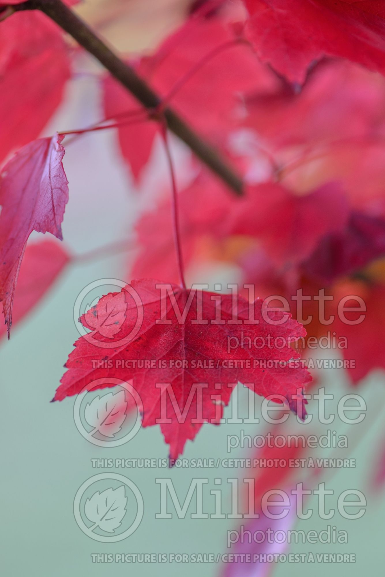 Acer Somerset (Red Maple) 3
