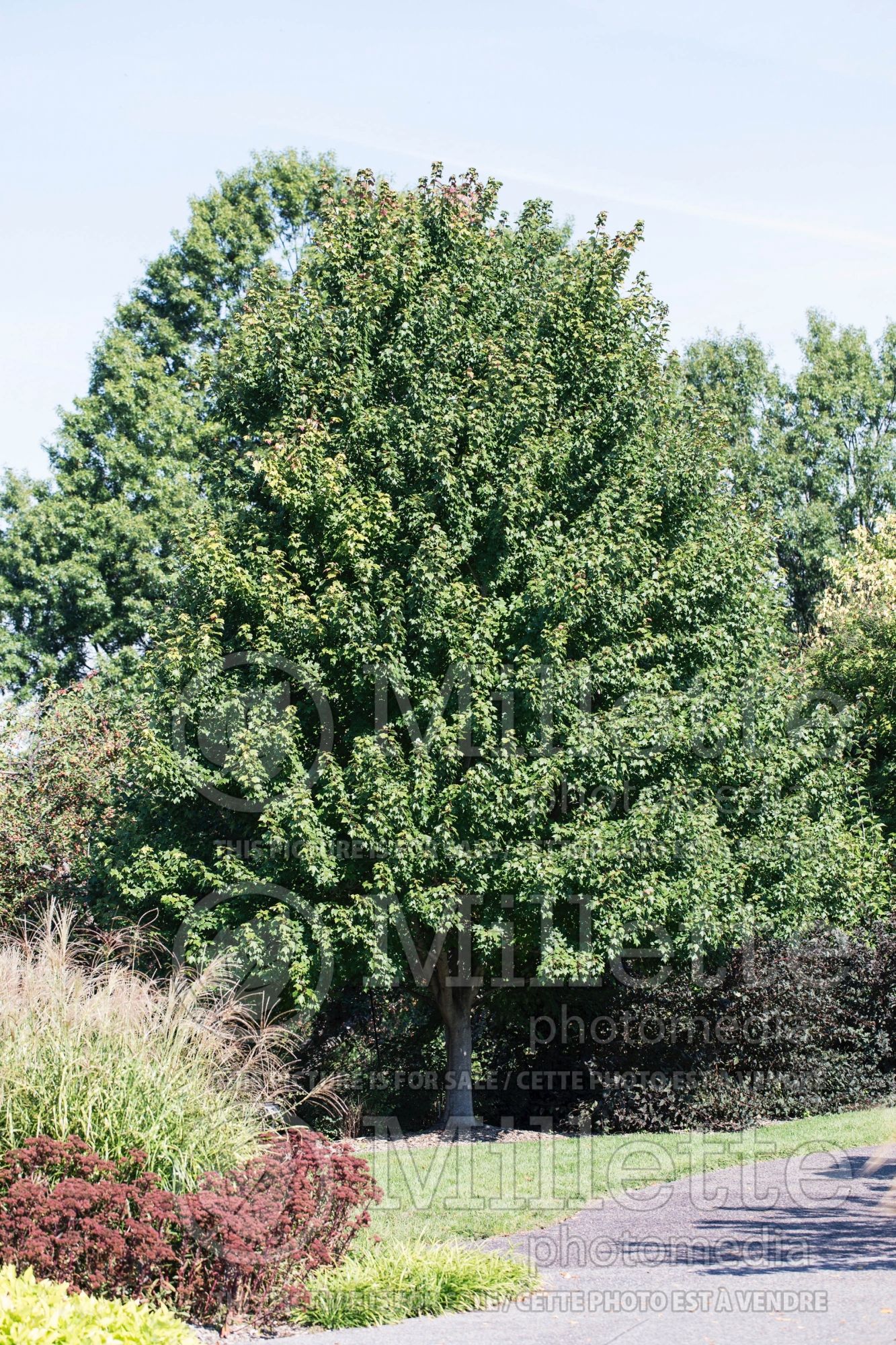 Acer Sun Valley (Red Maple) 4