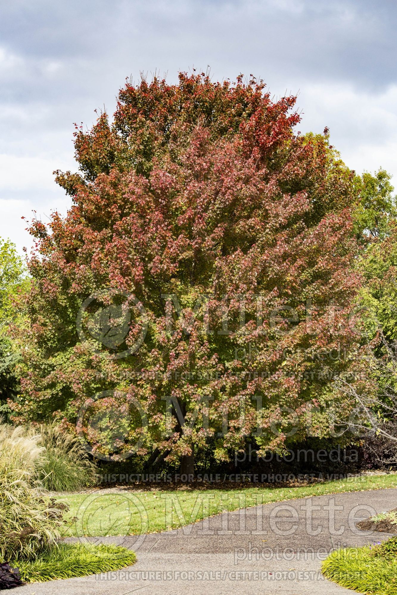 Acer Sun Valley (Red Maple) 1