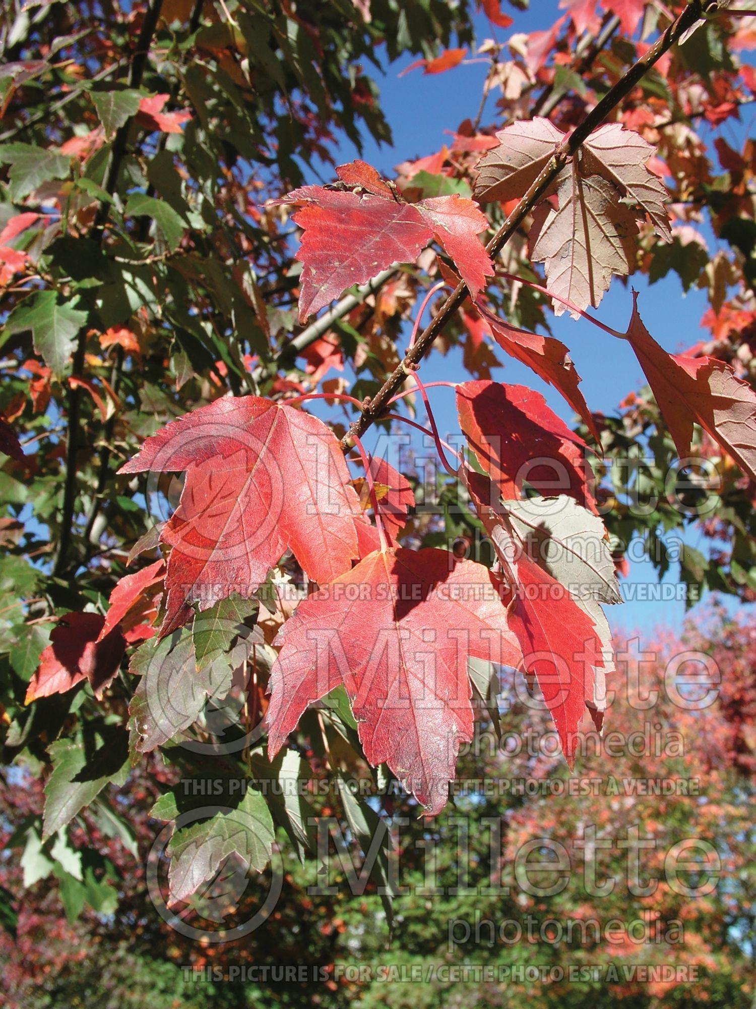 Acer Sun Valley (Red Maple) 2