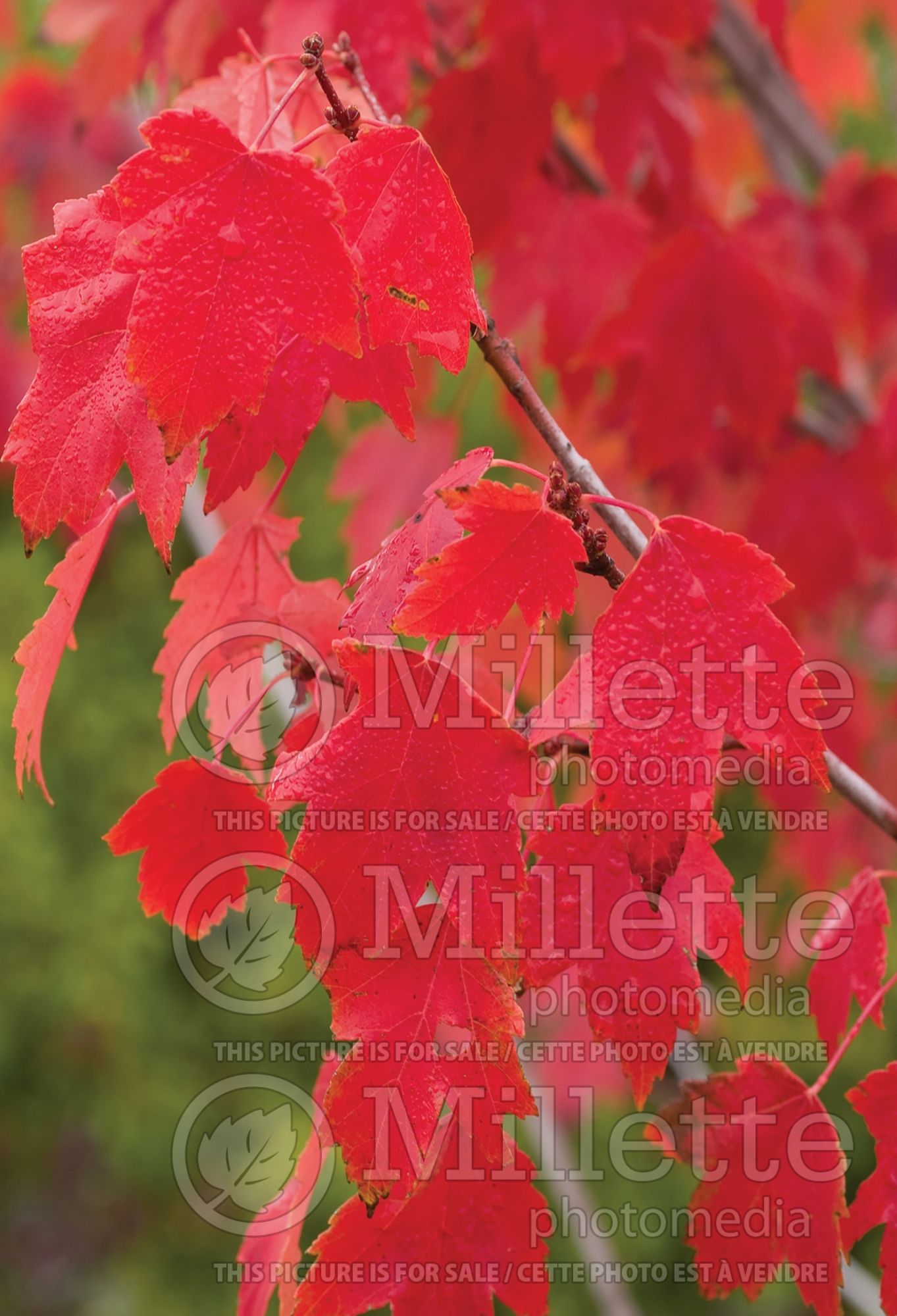 Acer Sun Valley (Red Maple) 3