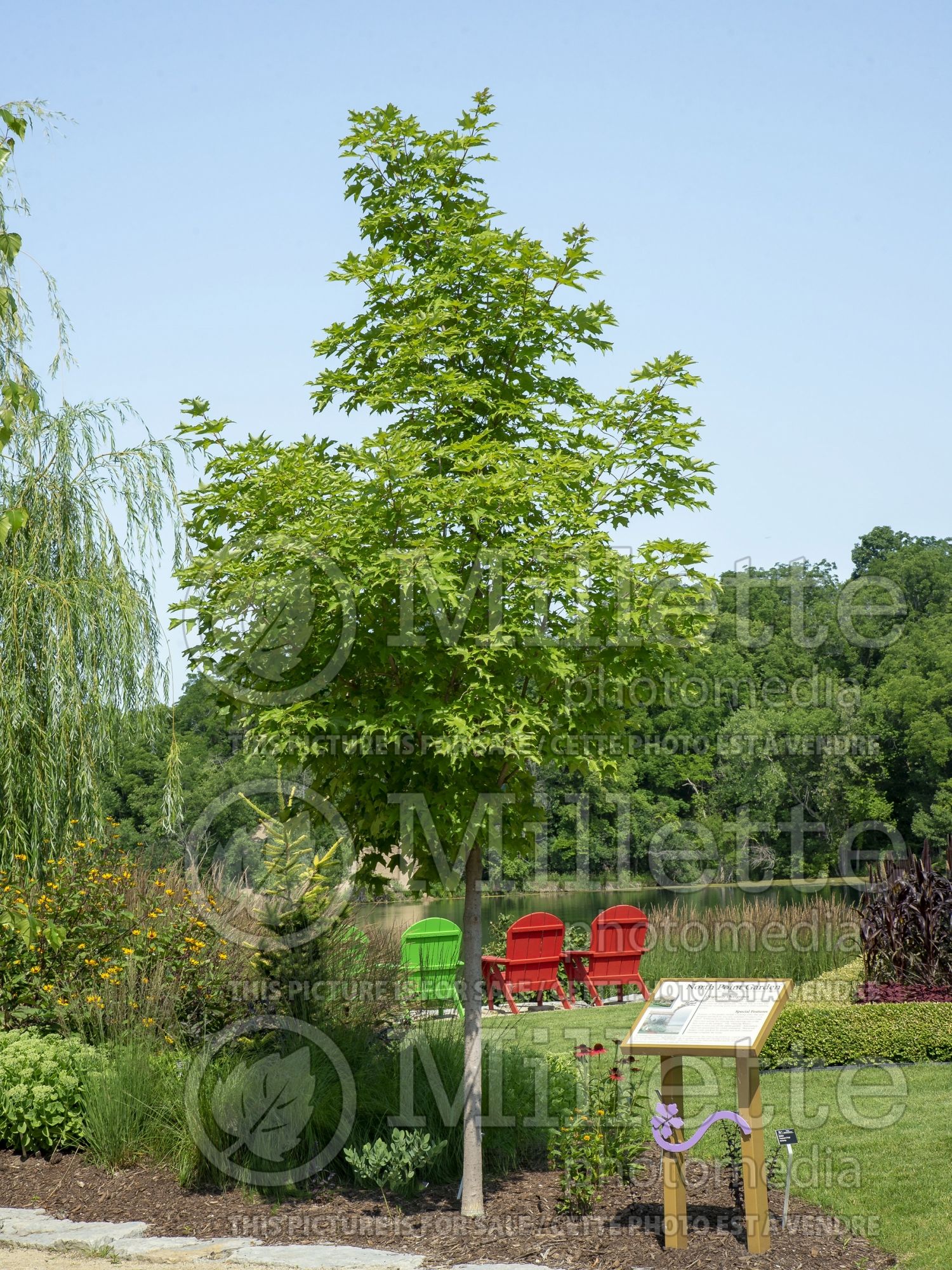 Acer Fall Fiesta aka Bailsta (Sugar Maple) 3
