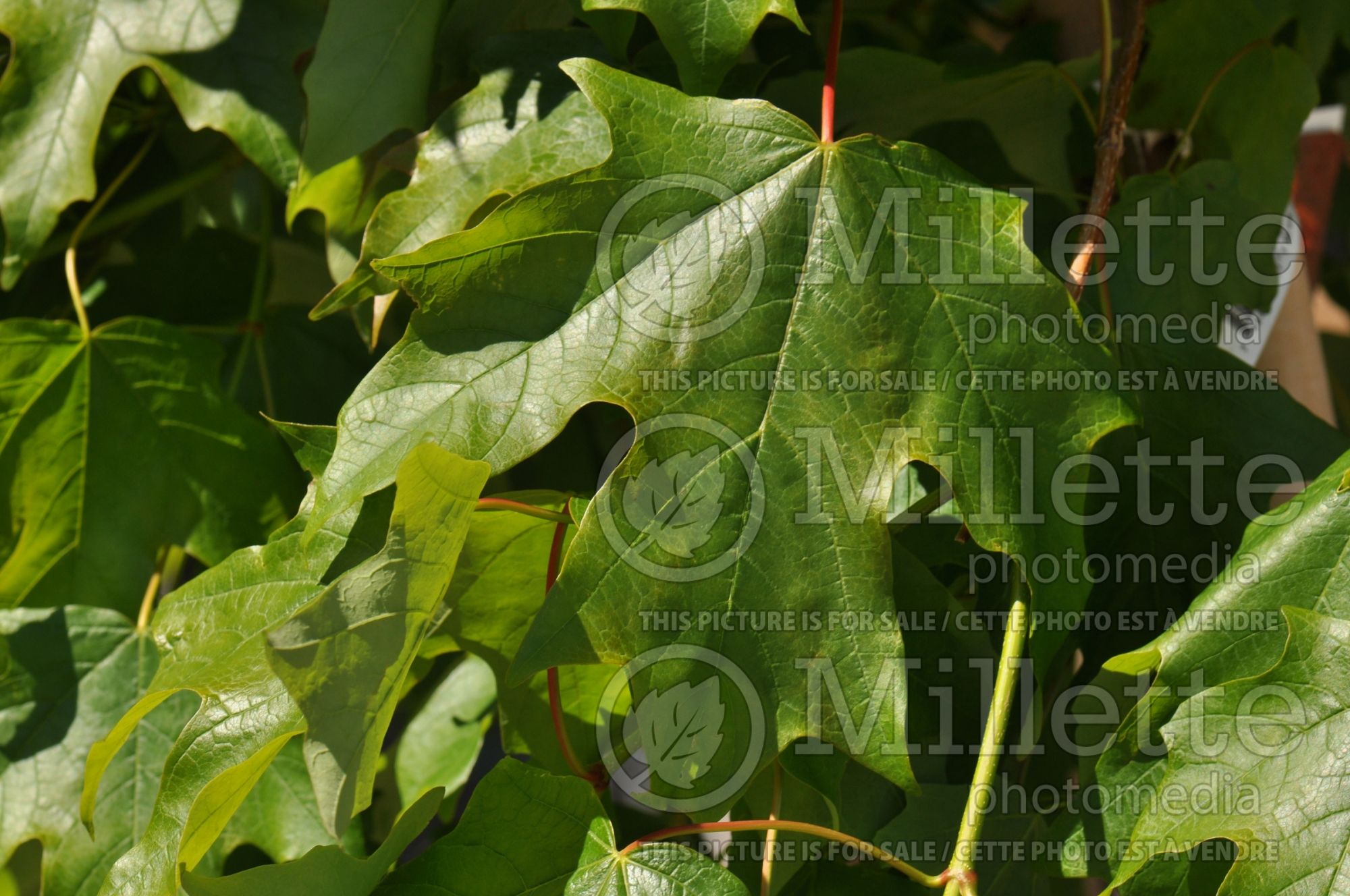 Acer Fall Fiesta aka Bailsta (Sugar Maple) 2