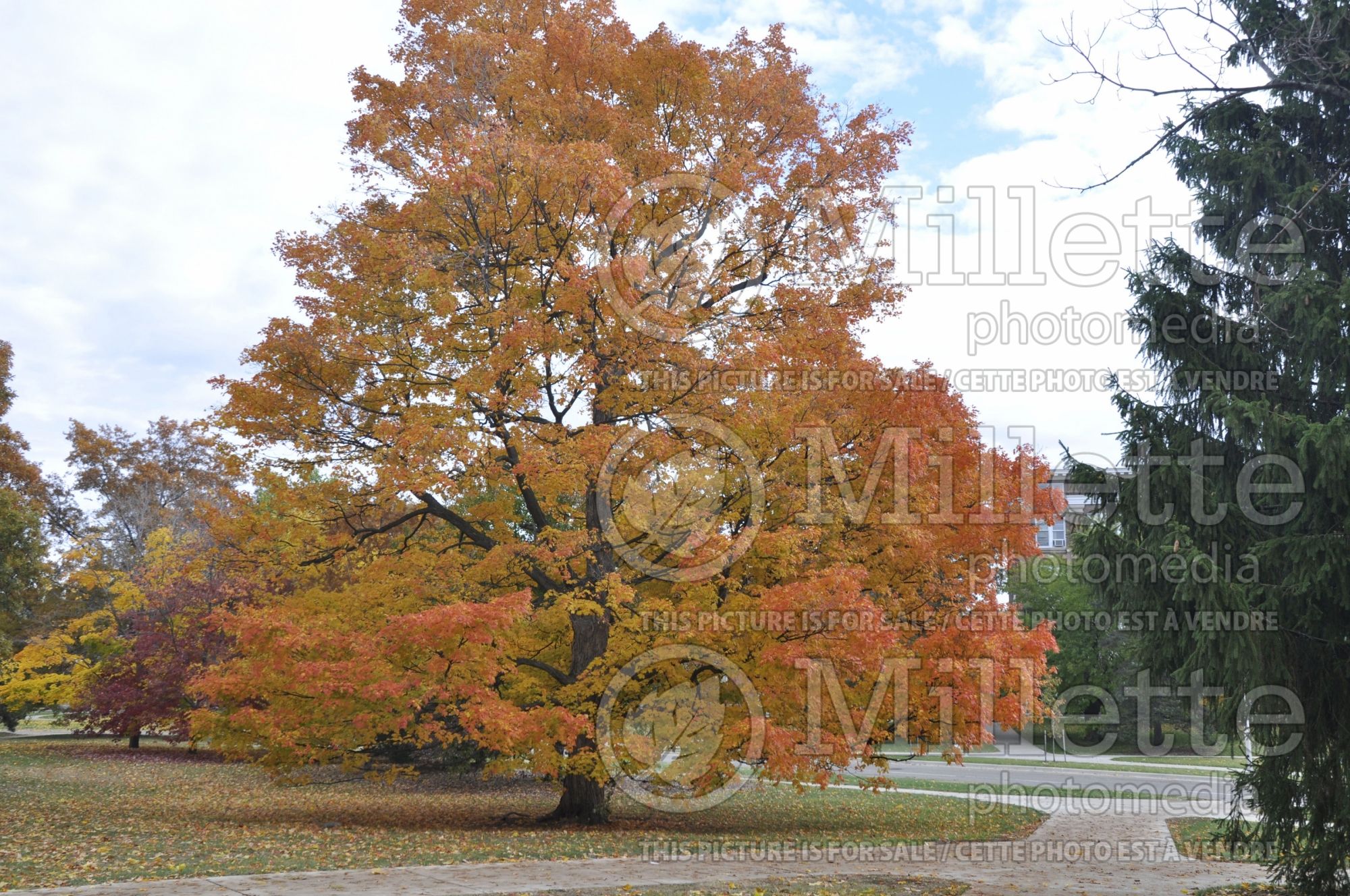 Acer saccharum (Sugar Maple) 8