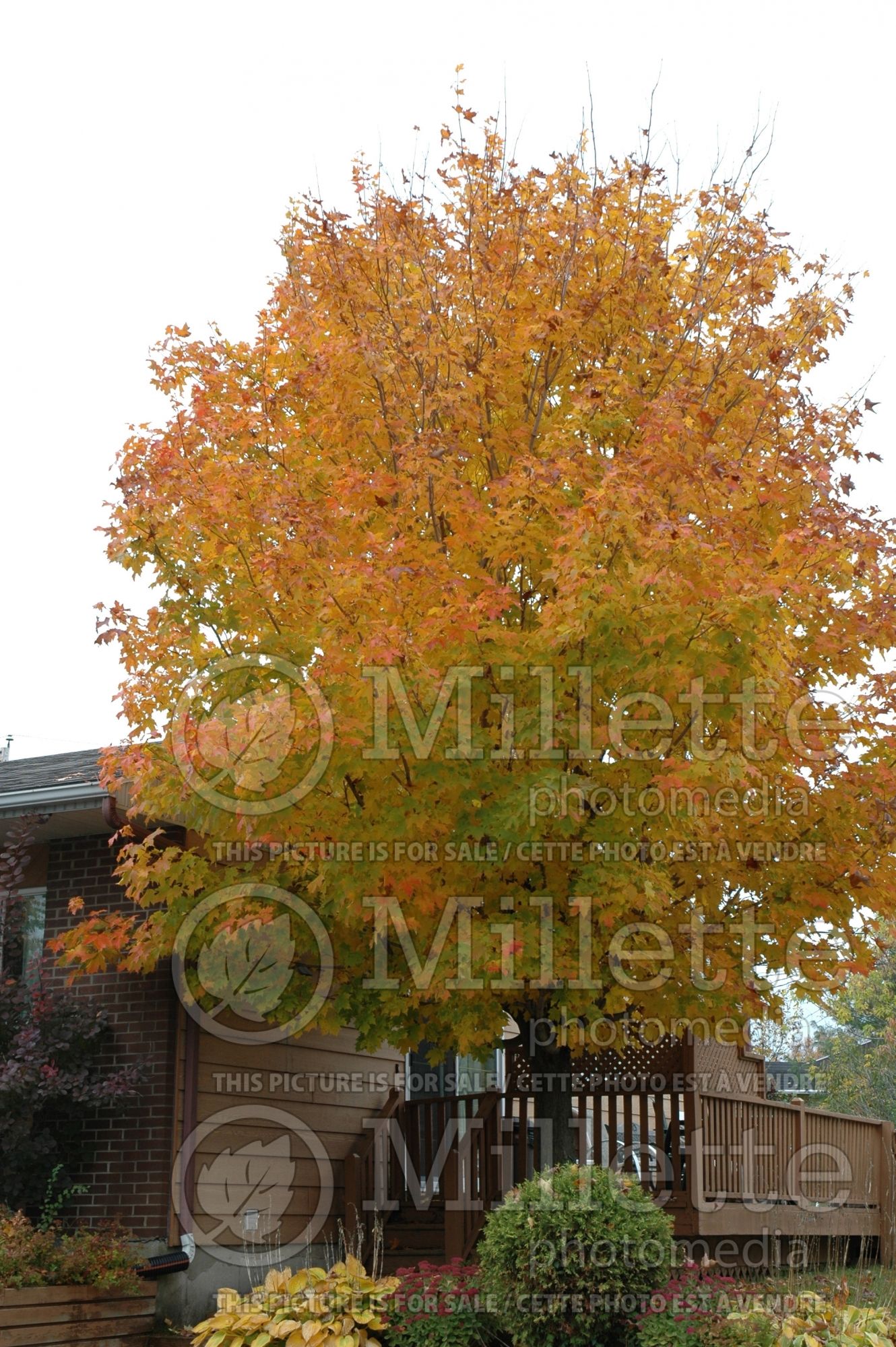 Acer saccharum (Sugar Maple) 10