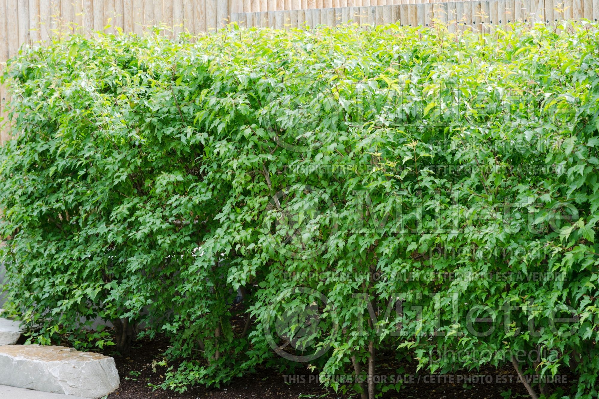 Acer tataricum ginnala – Hedge (Amur maple) 2