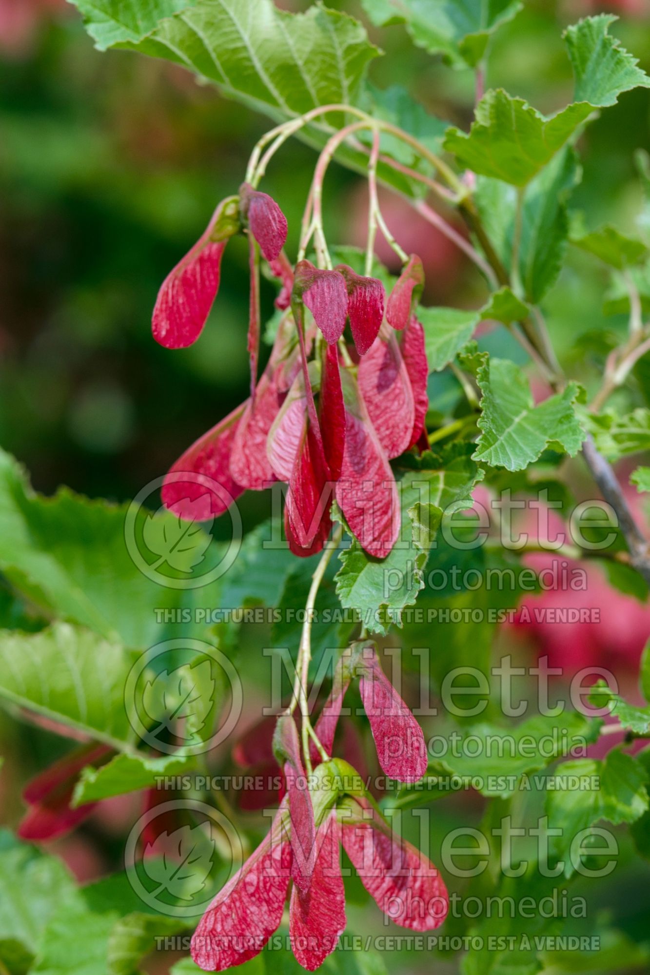 Acer Hot Wings aka Garann (Tatarian maple) 6